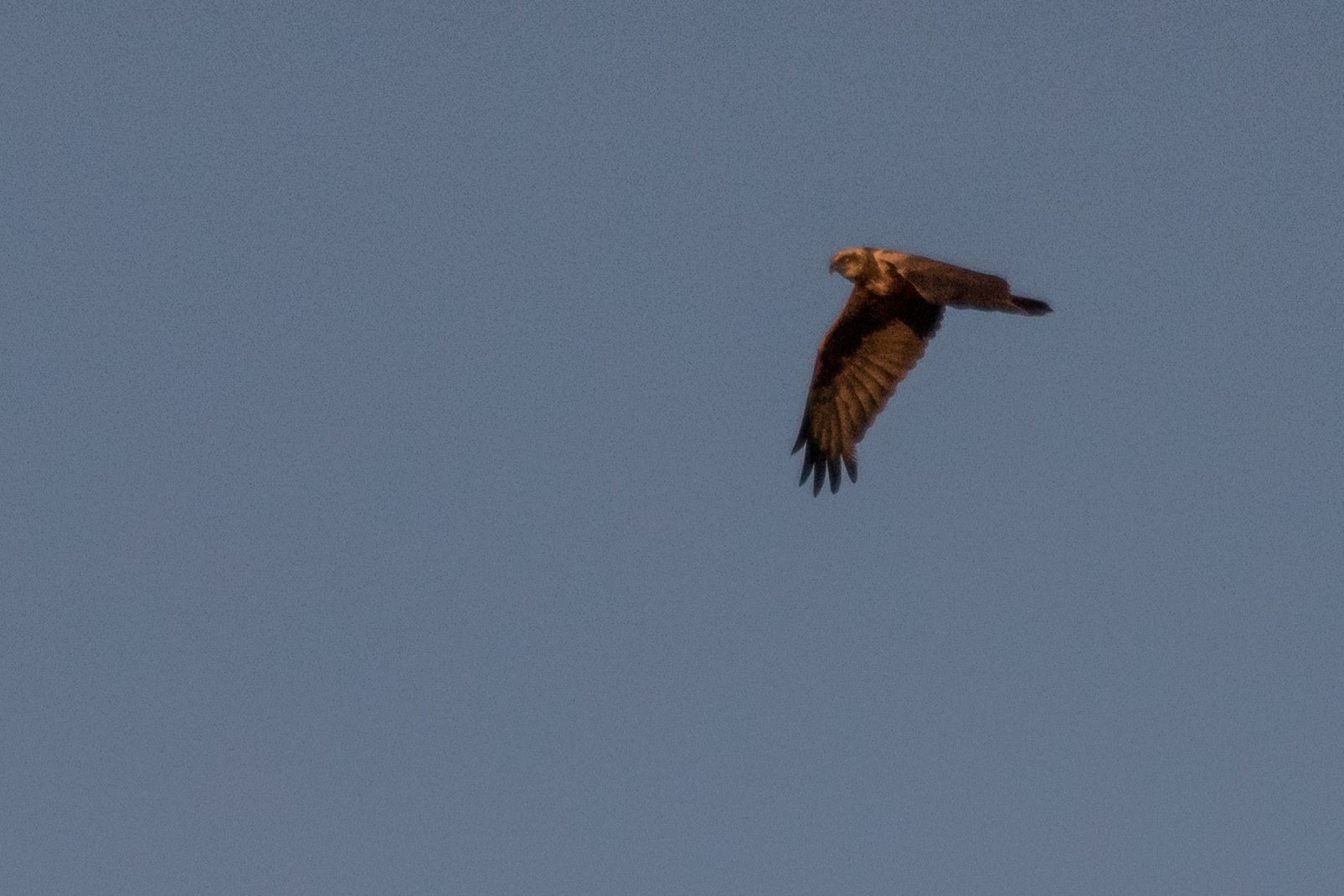 falco di palude in migrazione