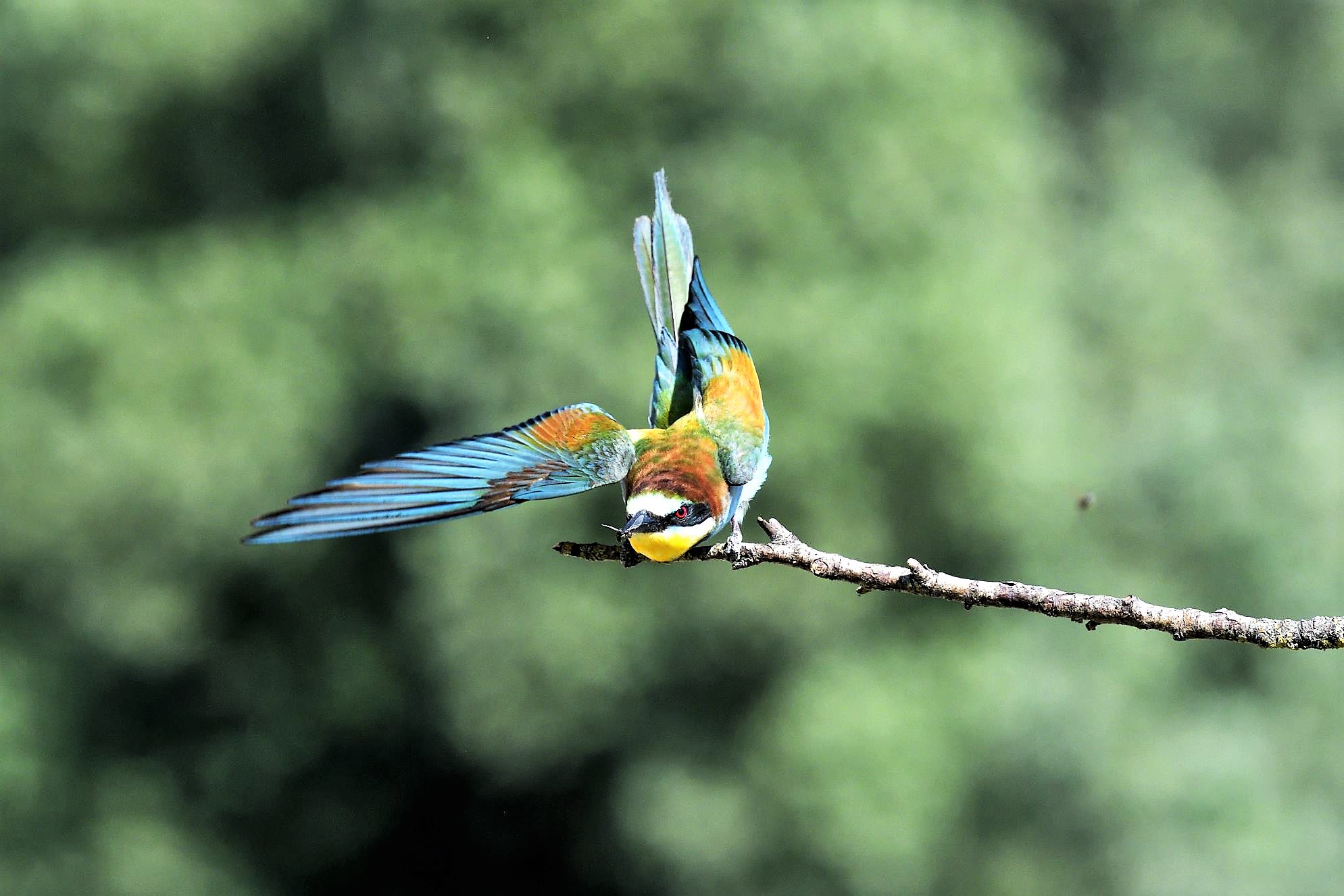 gruccione, l'equilibrista