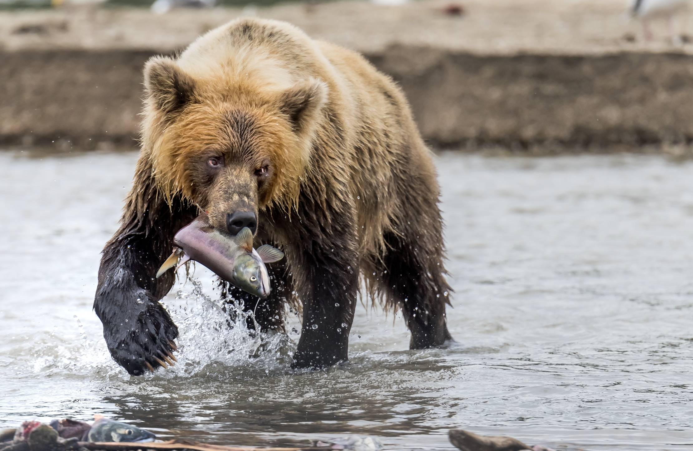 Kamchatka 2016 - Con la preda