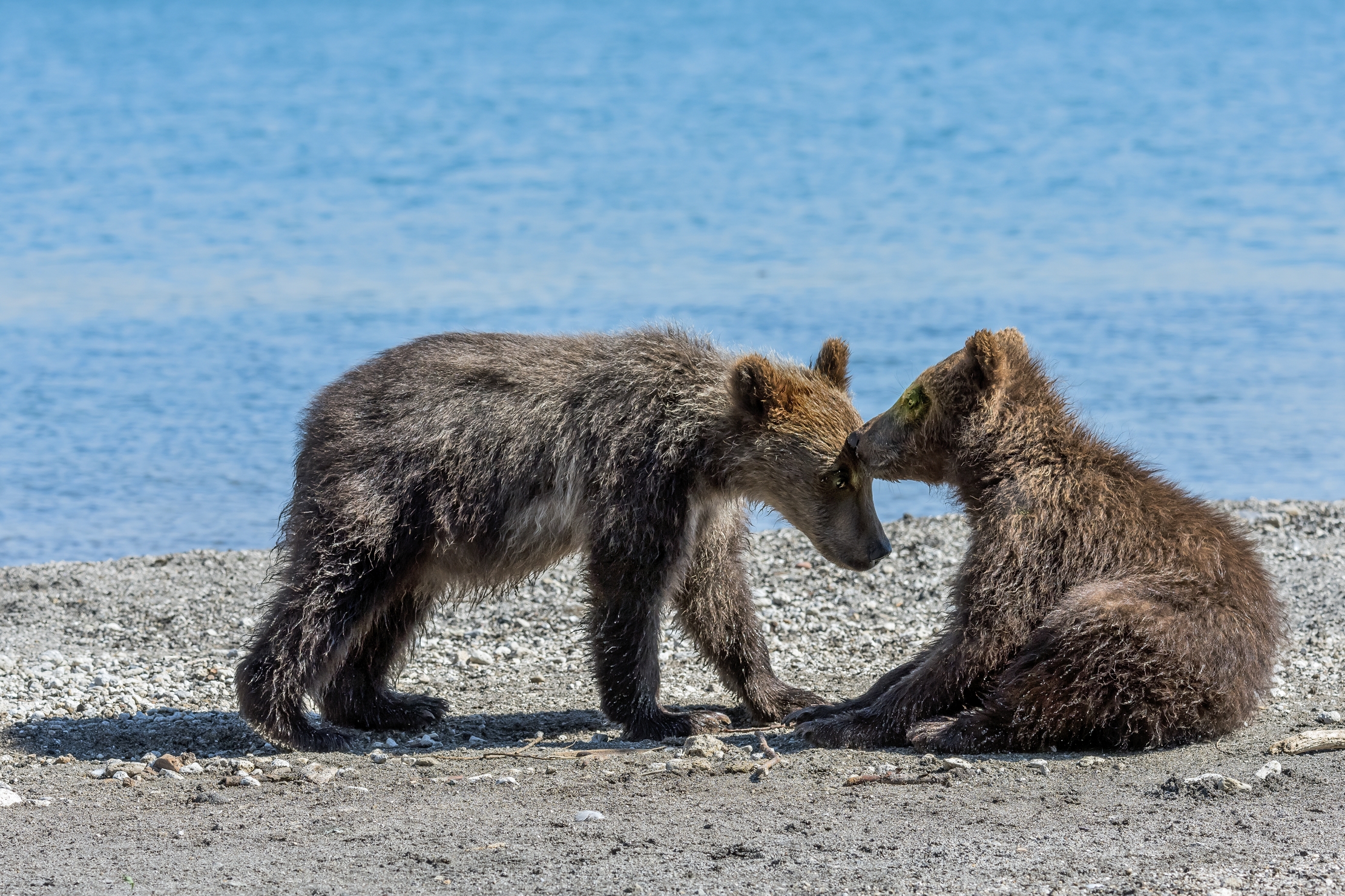 Kamchatka 2016 - Cubs