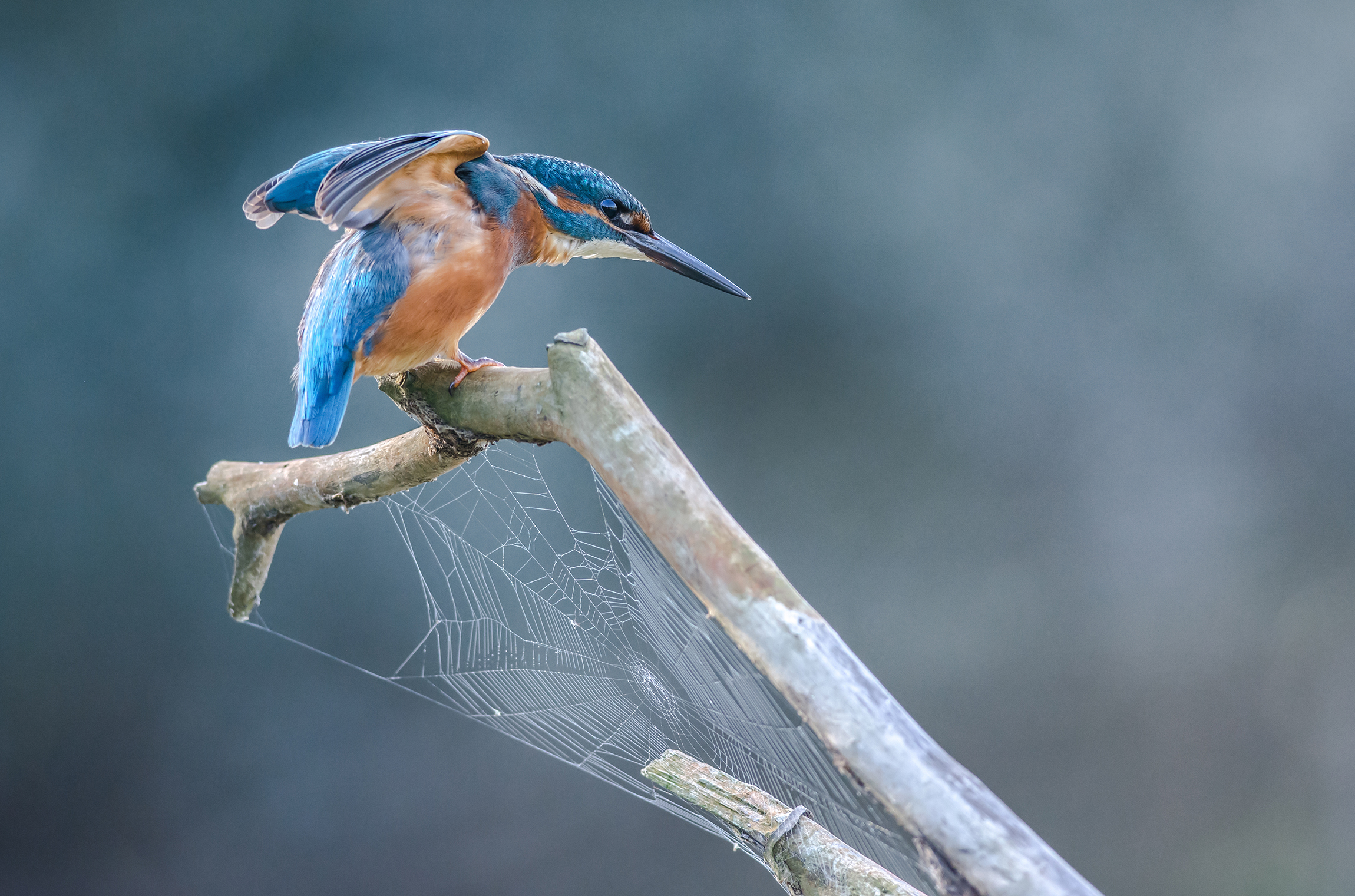 La ragnatela ed il martino