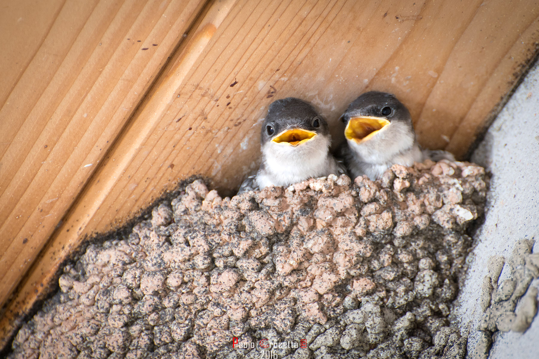 due fratellini affamati