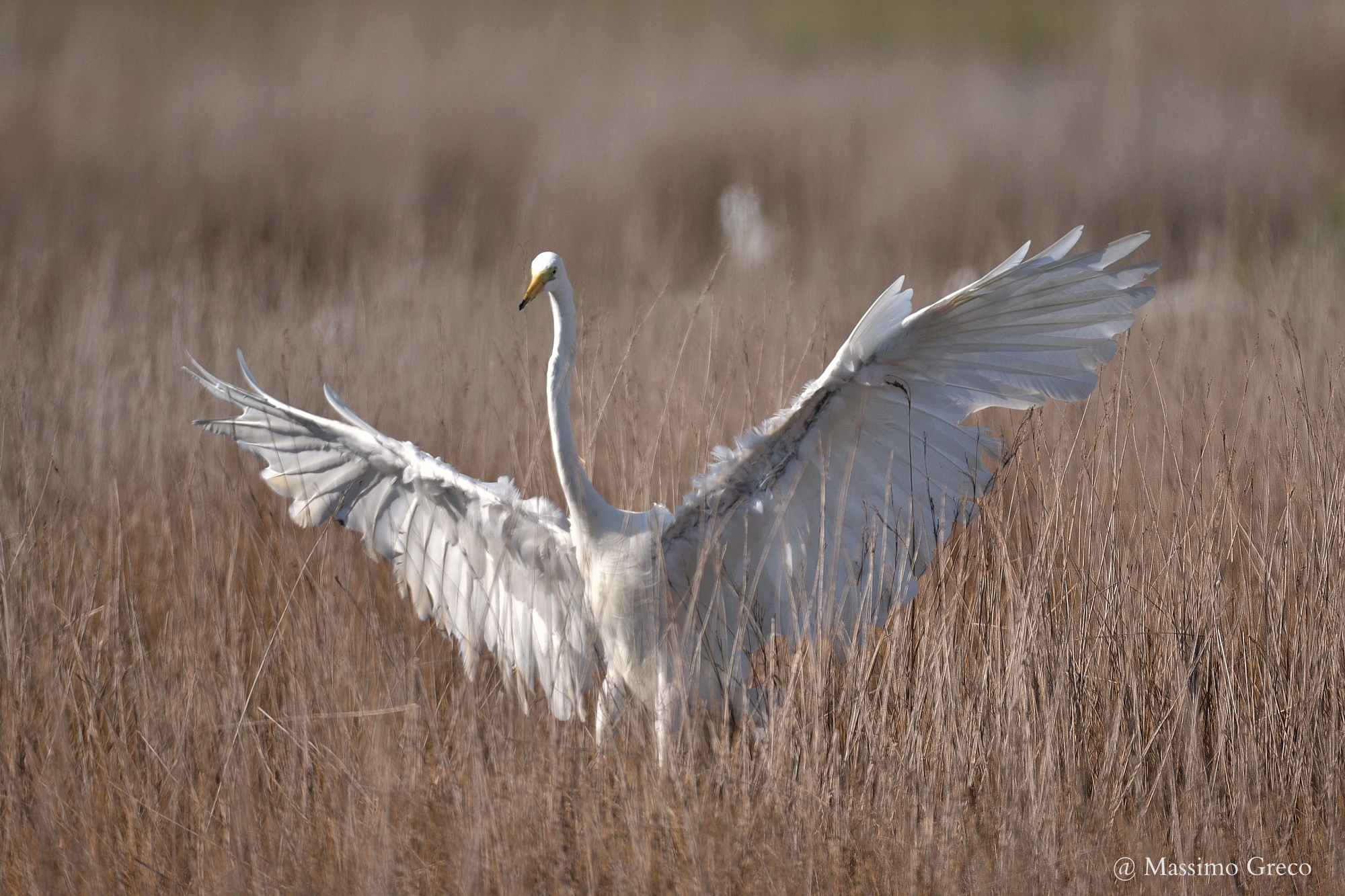 Great Egret