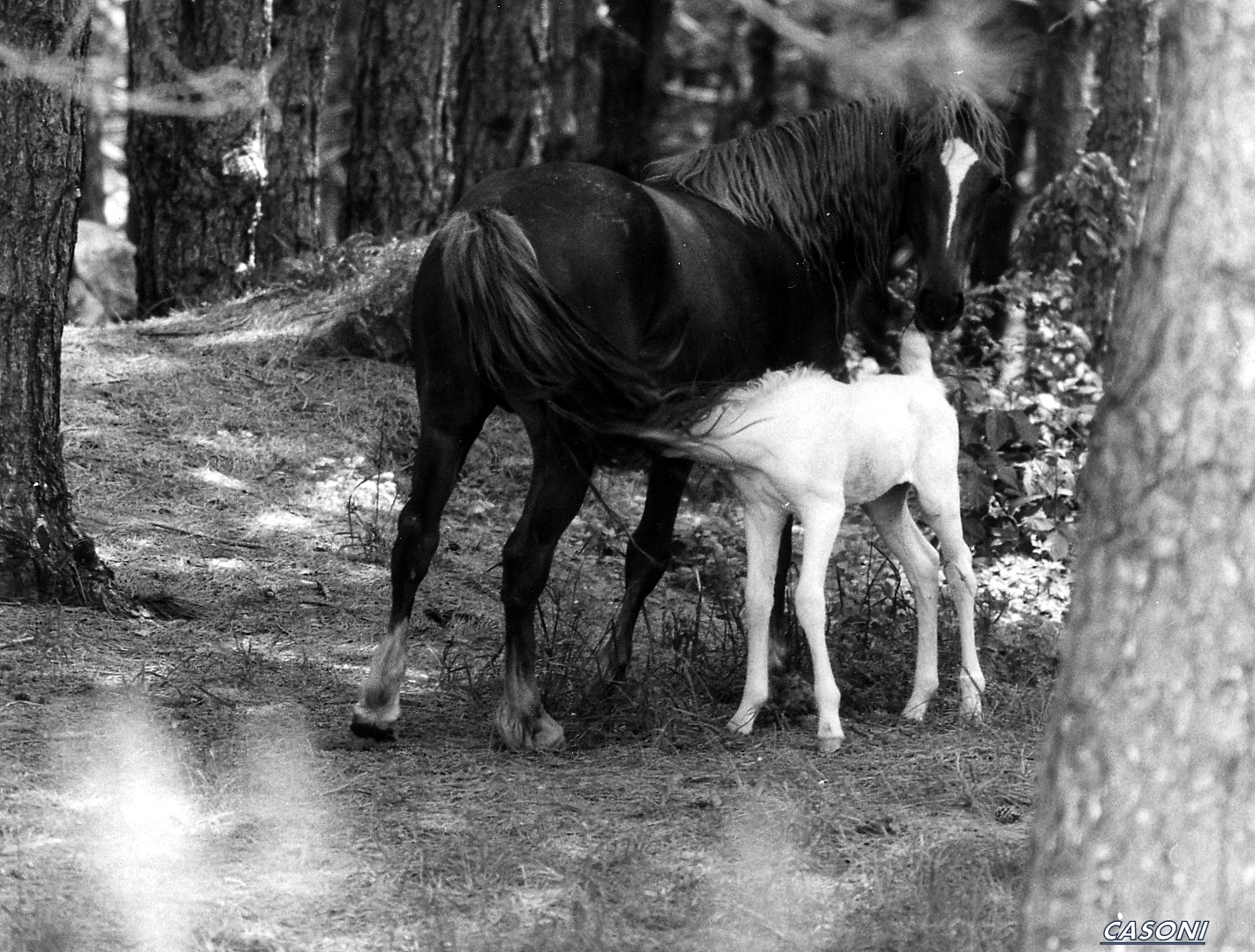Casoni di Suvero (sp) - Old photos