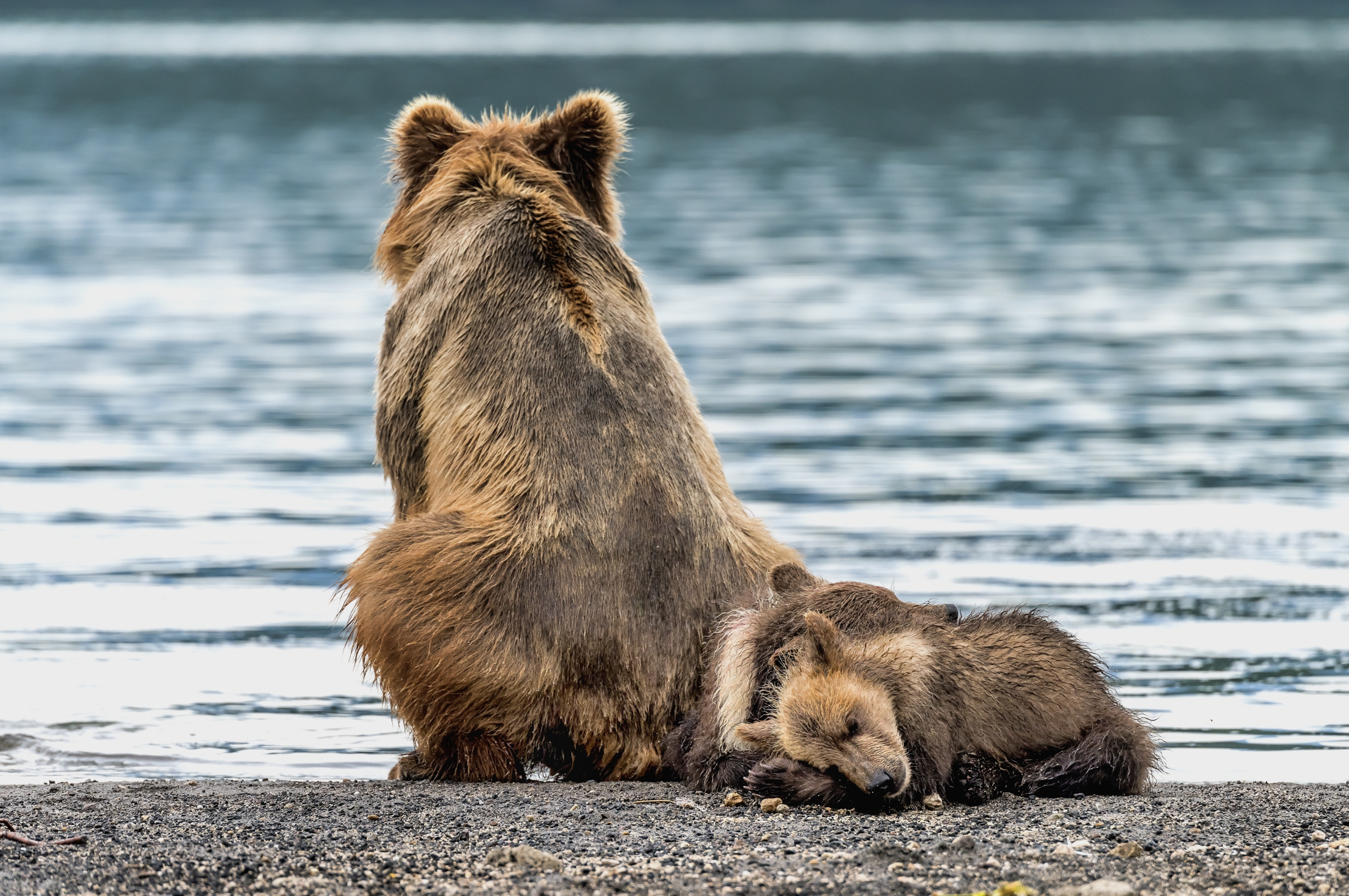 Kamchatka 2016 - Vicino la mamma