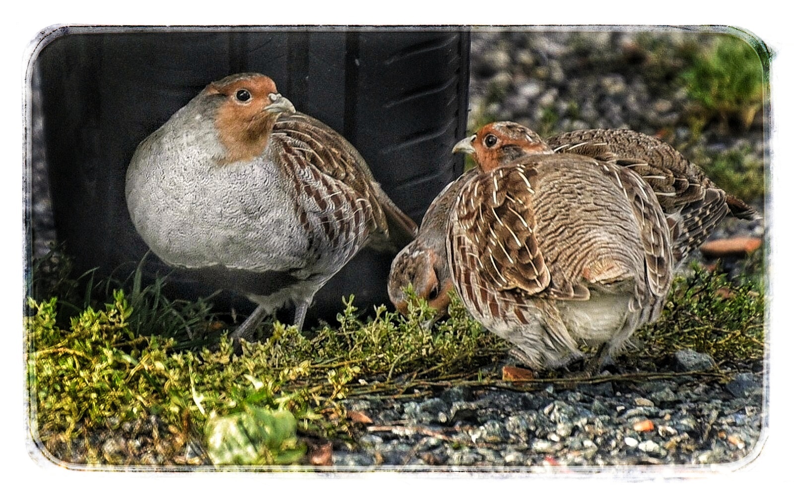 partridges
