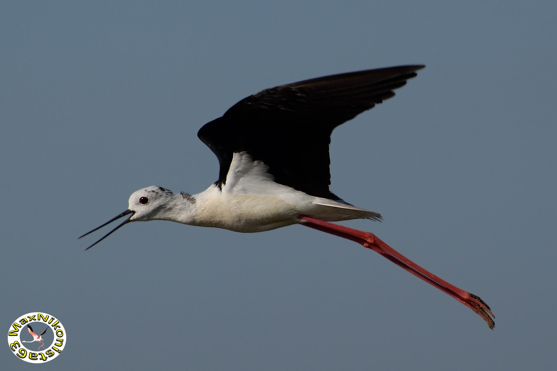 Volo del cavaliere a becco aperto