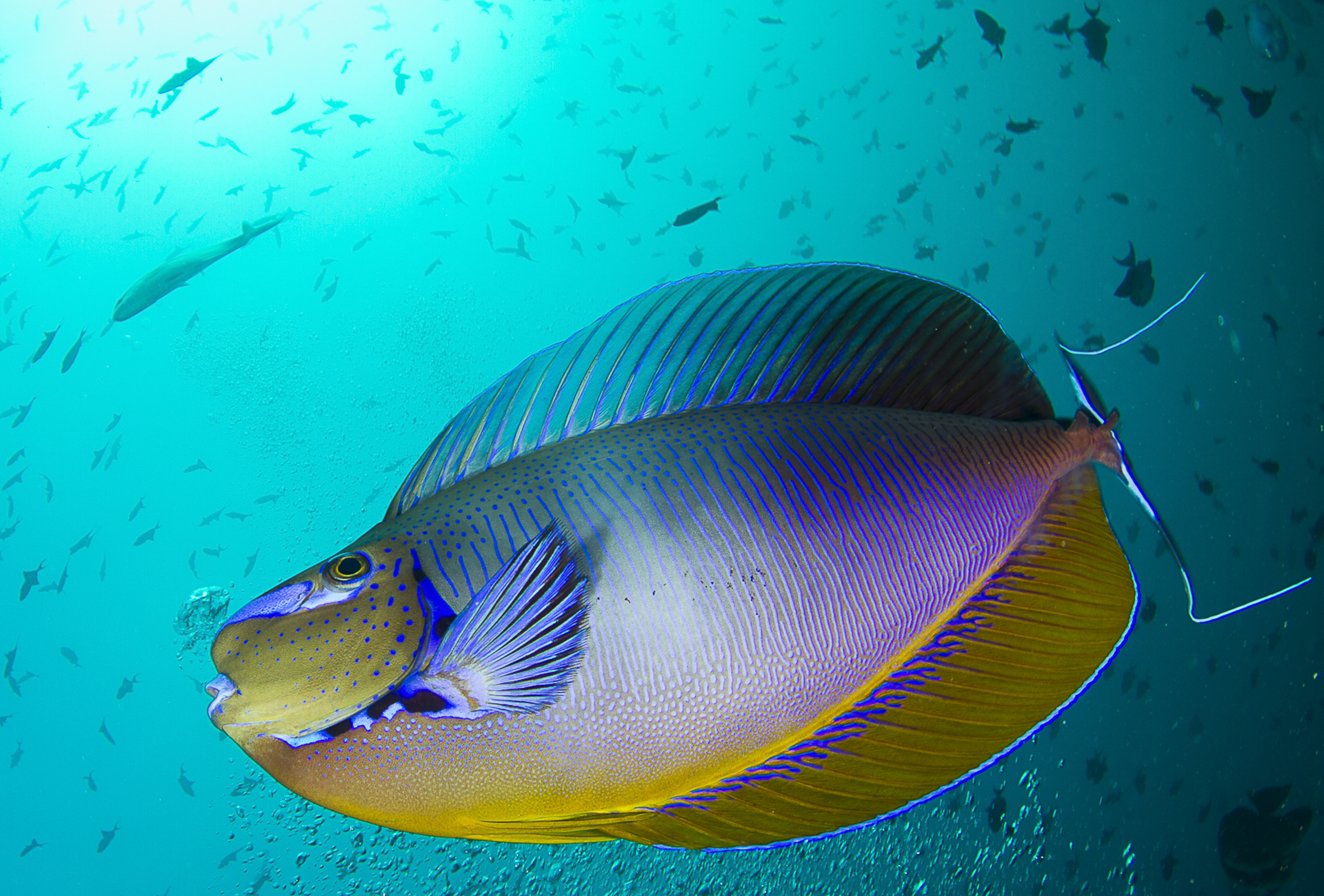 the beauty of the surgeon