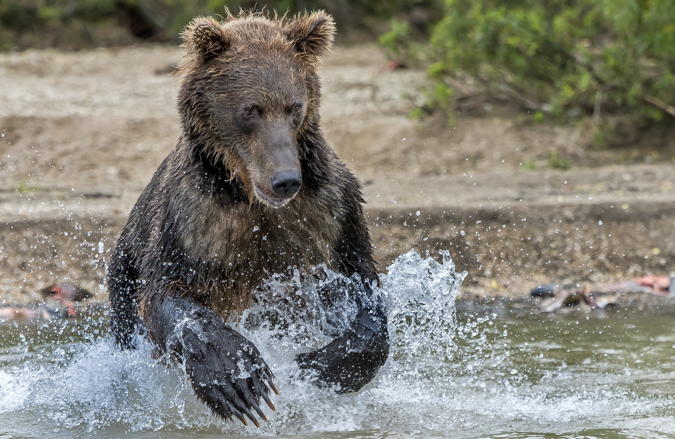 Kamchatka 2016 - Pesca