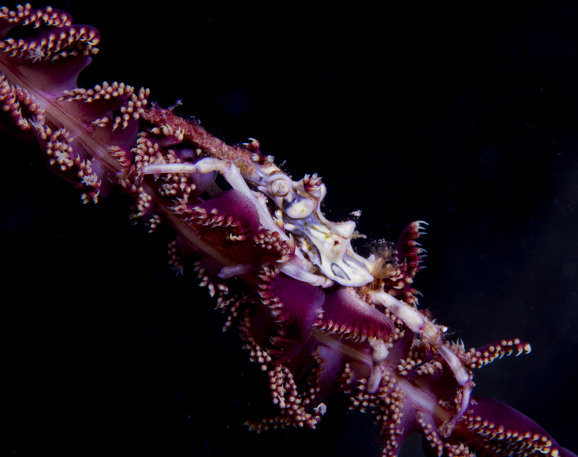 the elegance of the crab