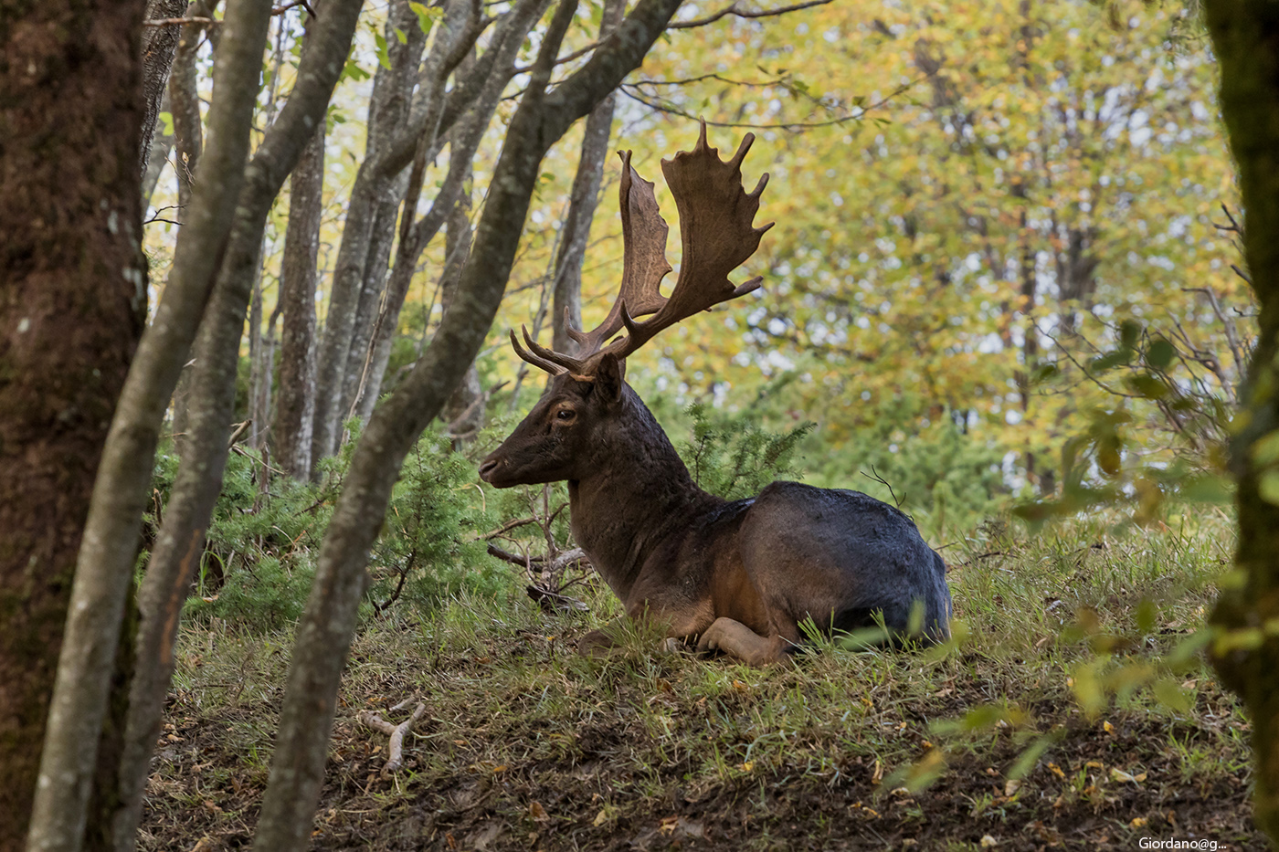 The Melanico ... in the woods
