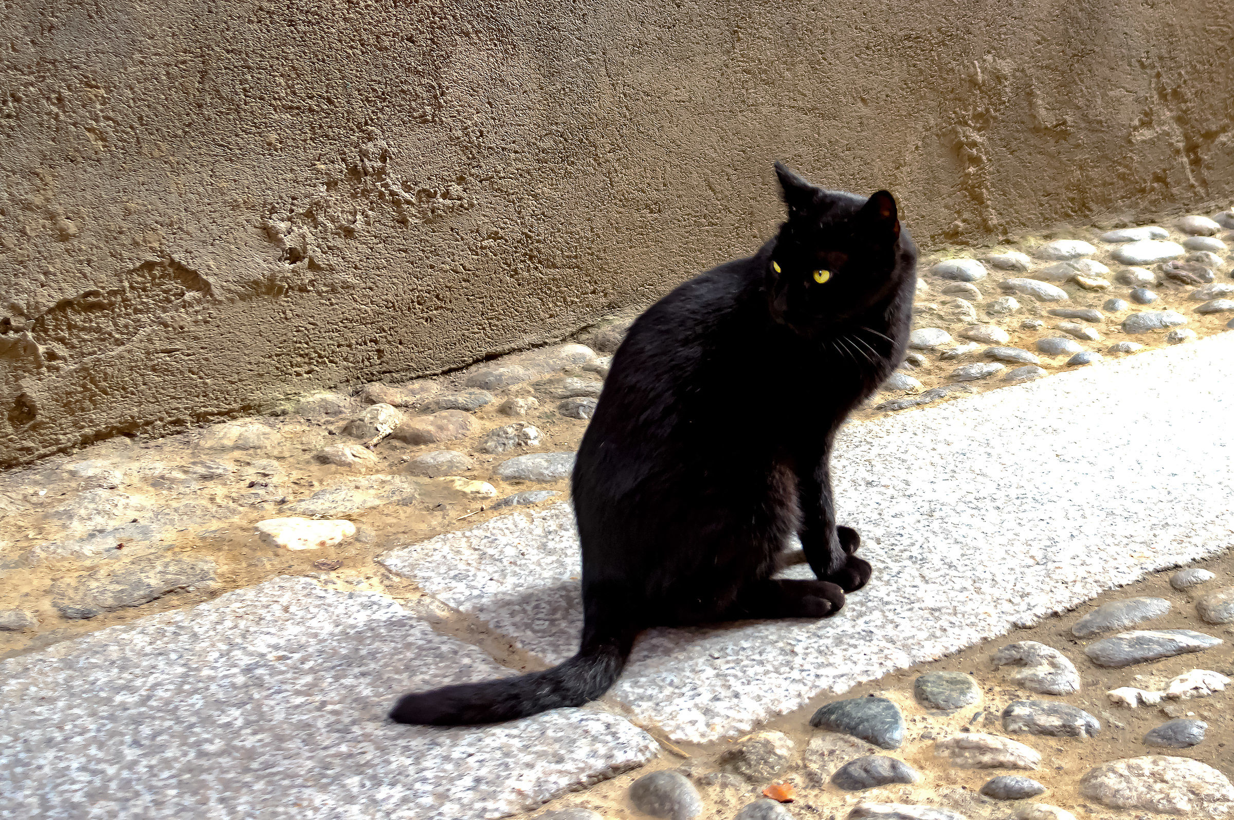 Una miciostar fra i carrugi di Orta