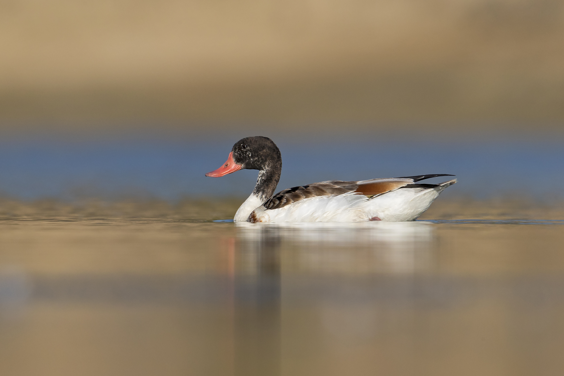 shelduck