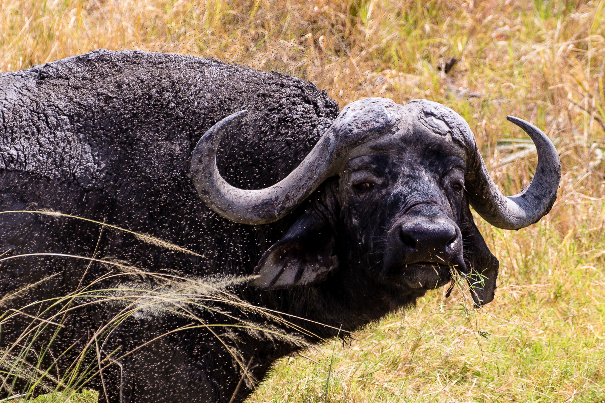 Questi moschini mi fanno imbufalire