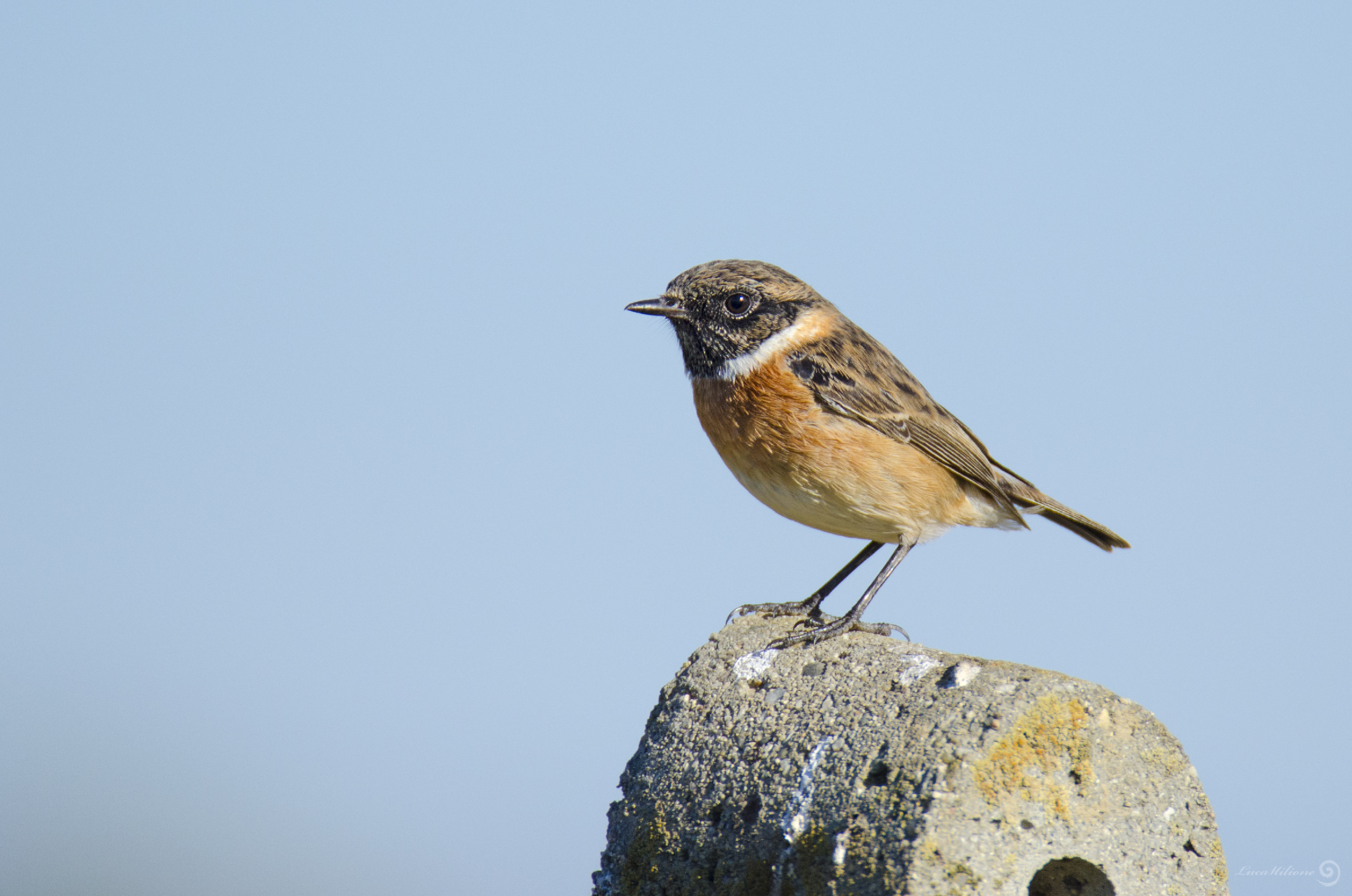 stonechat autumn