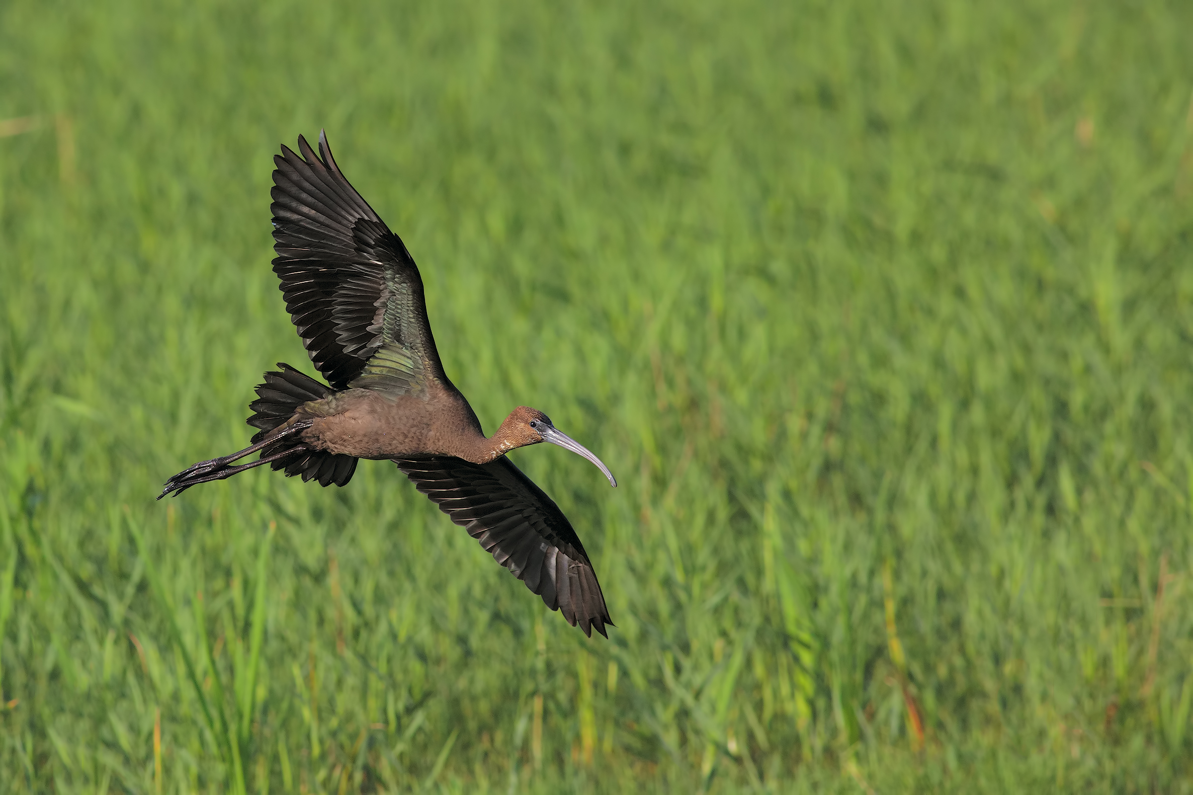 Young glossy ibis in flight