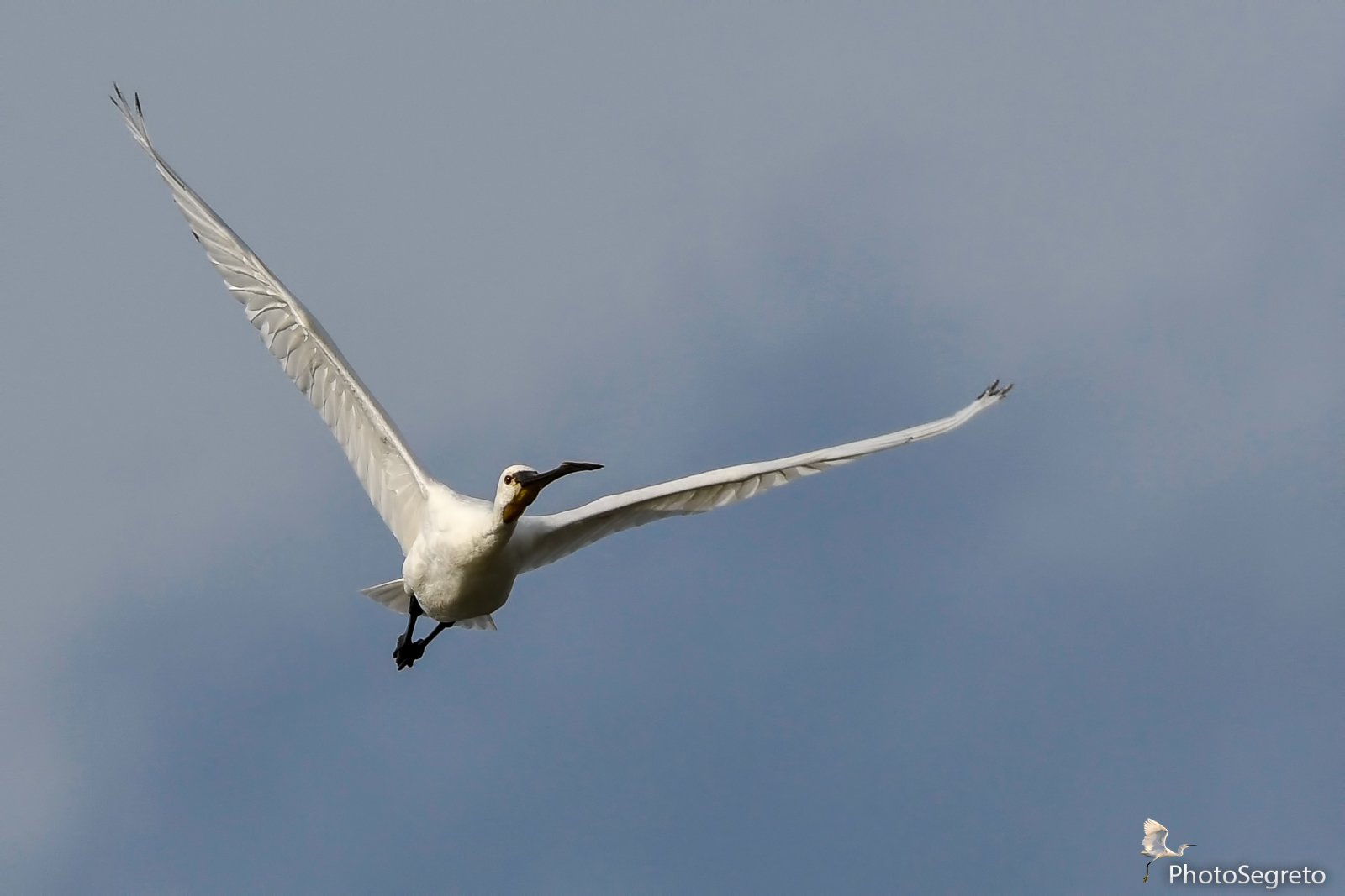 Spatula Front flight