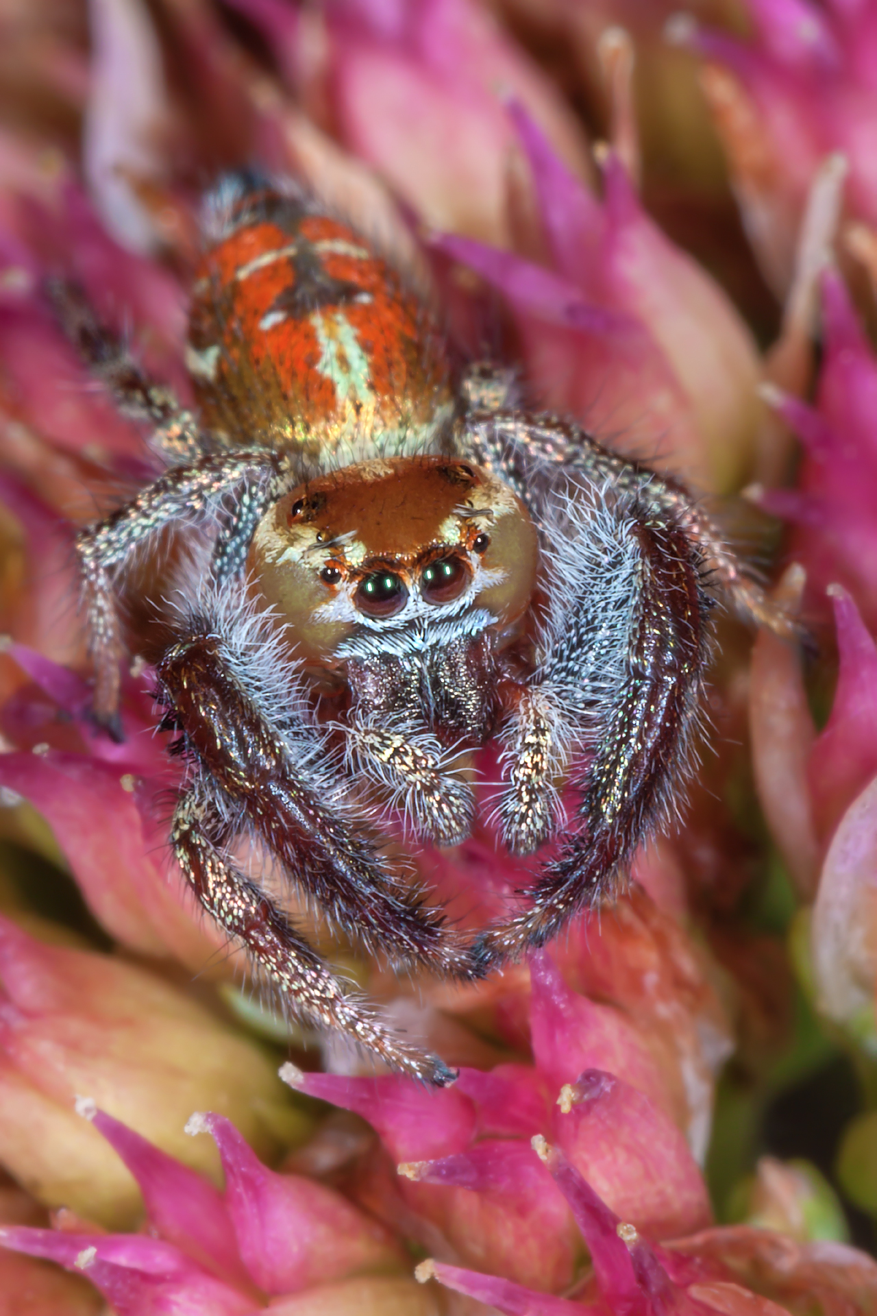 Imperial Jumping Spider