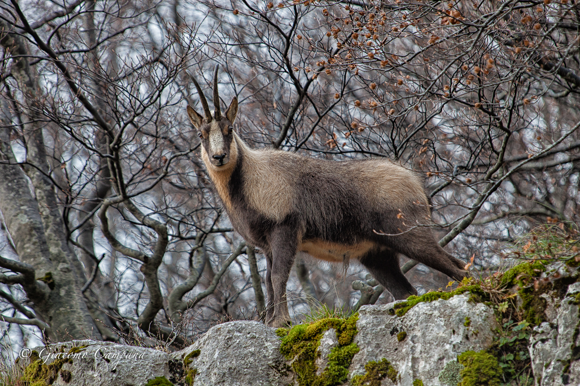 The Abruzzo chamois