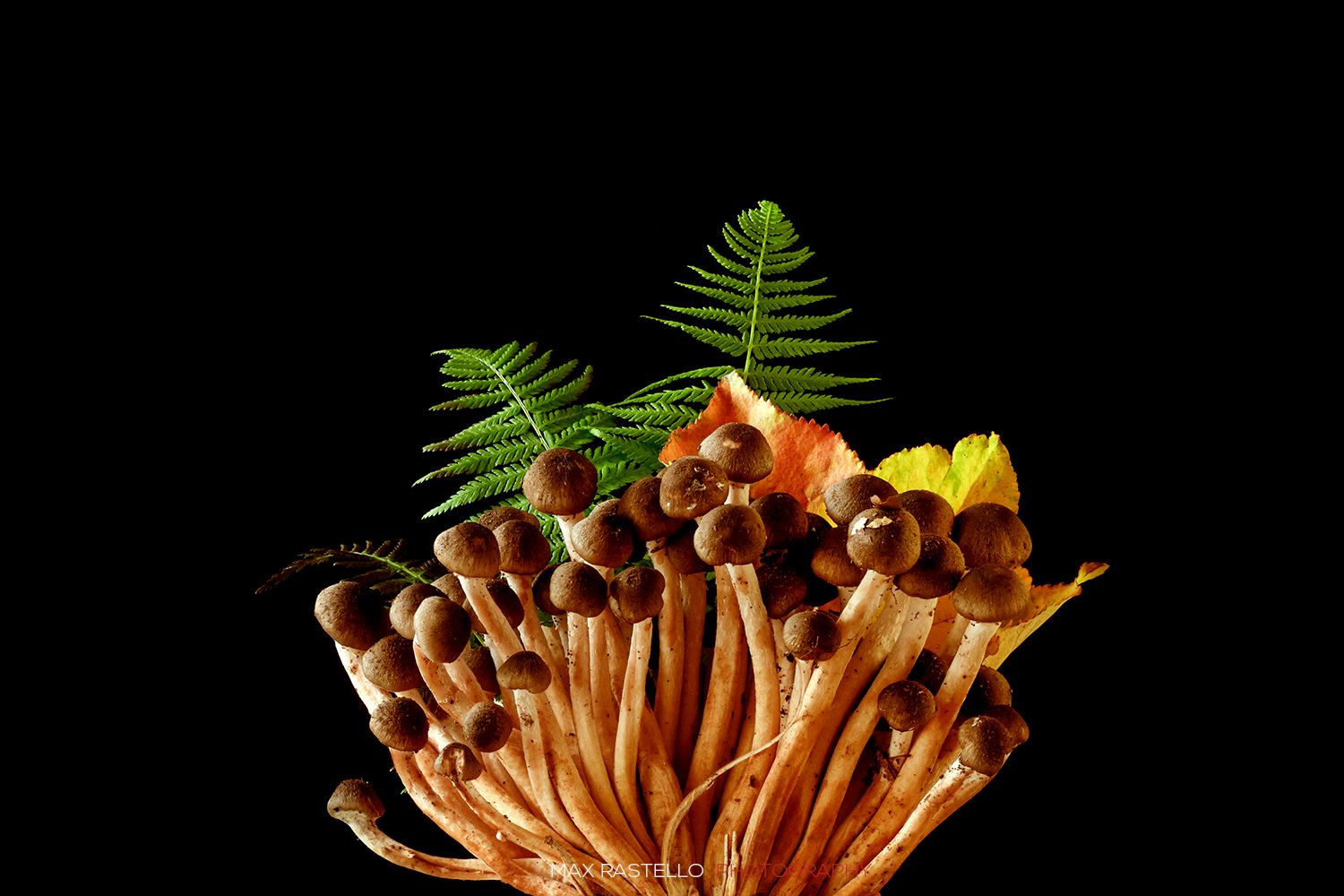 Honey Fungus, Armillaria mellea