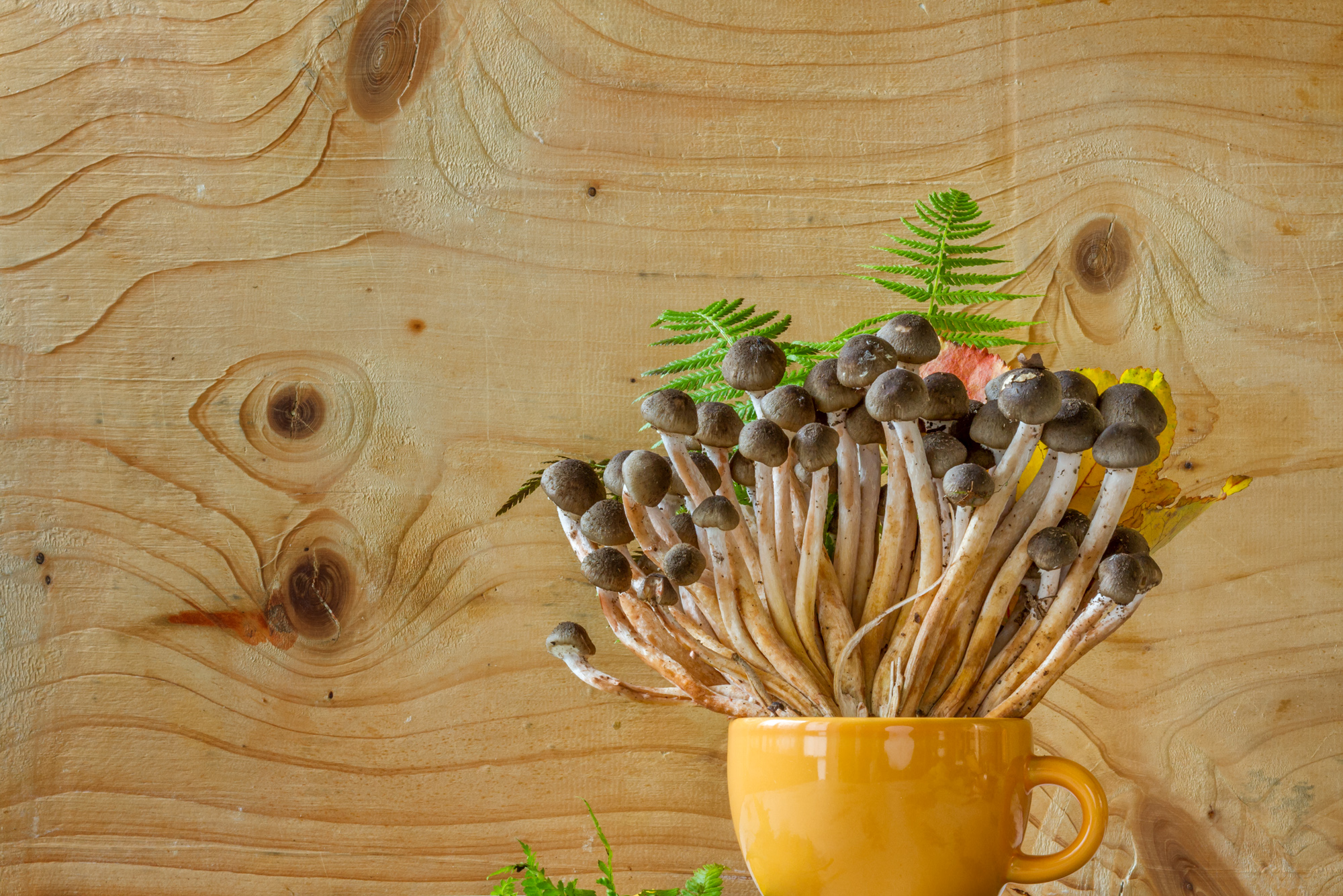 Armillaria herb tea, honey fungus in cofee mug