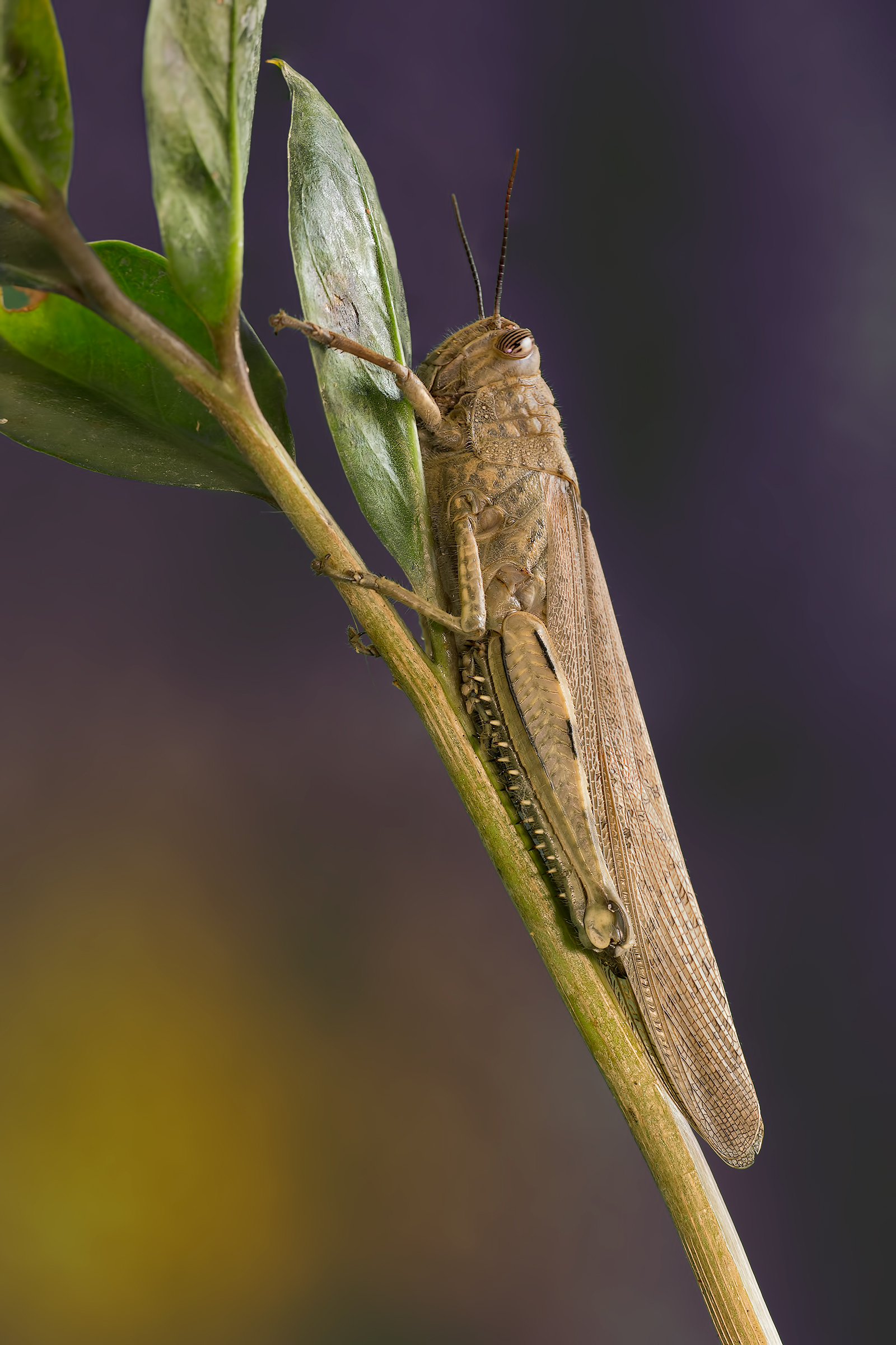 Anacridium aegyptium
