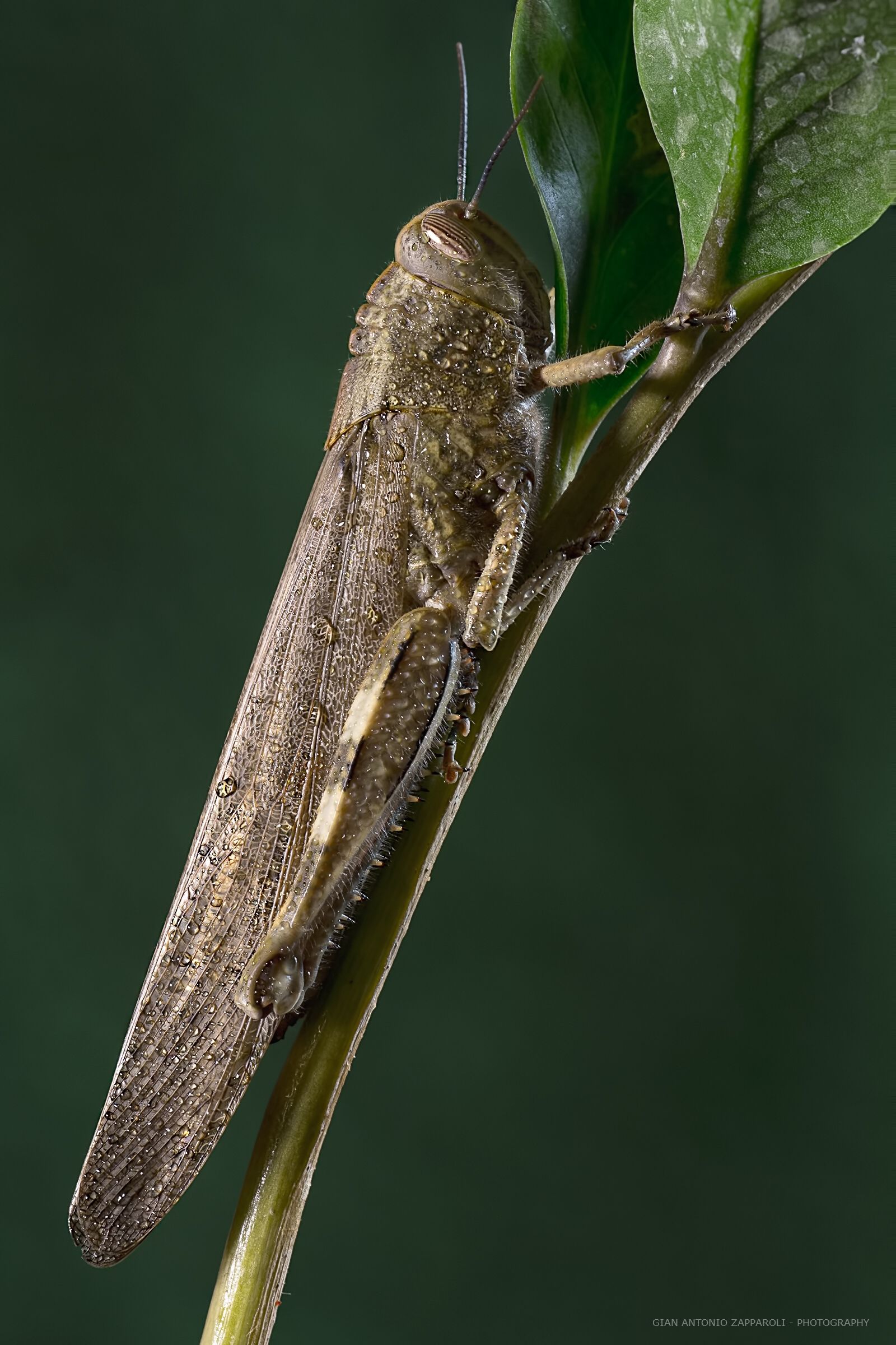 Anacridium aegyptium