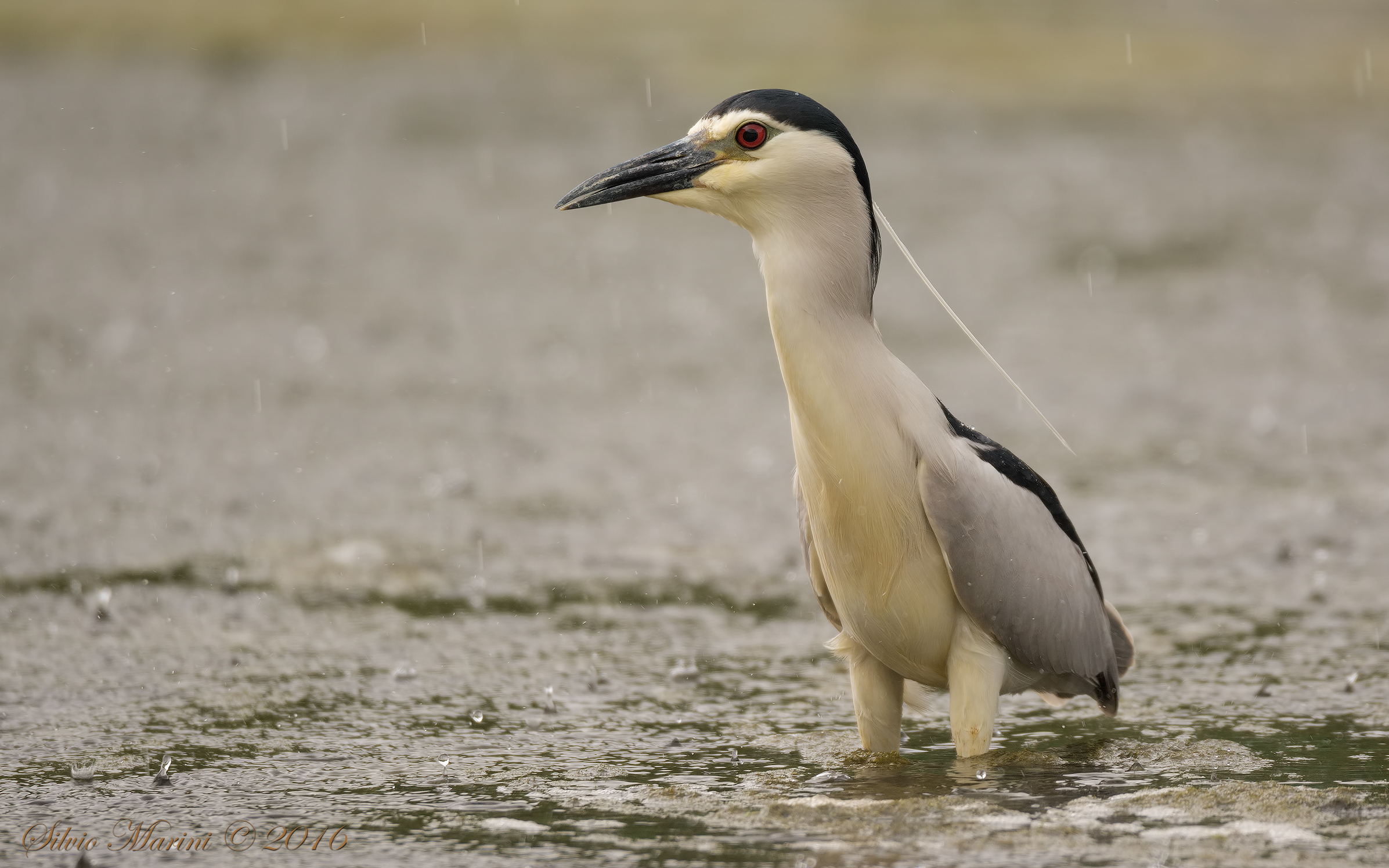 Nitticora(Nycticorax nycticorax)