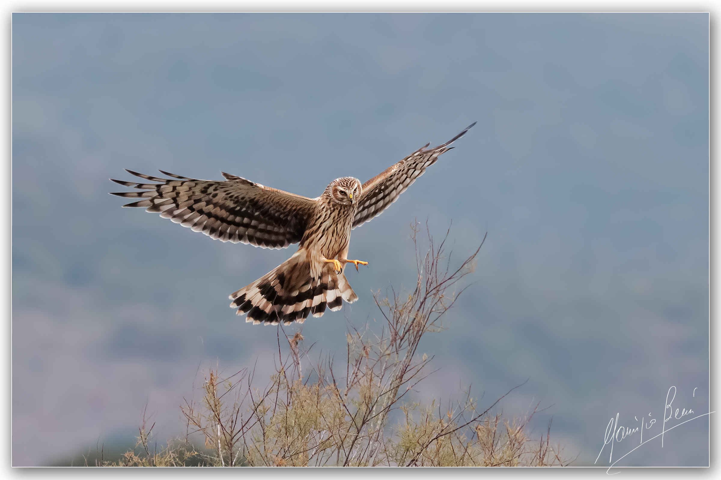 Albanella reale in atterraggio