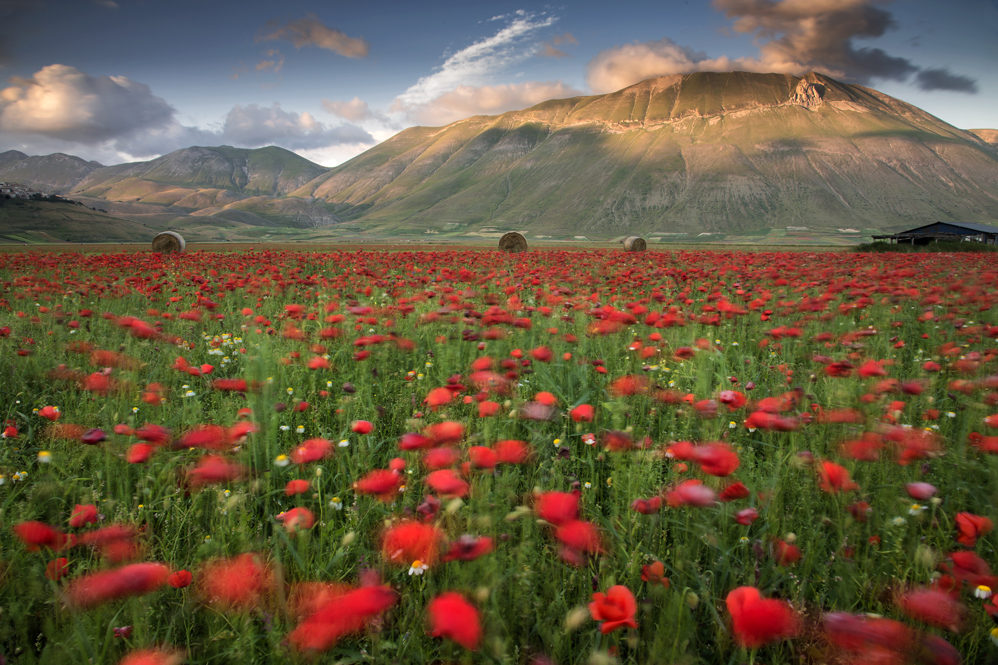 1000 papaveri... mossi