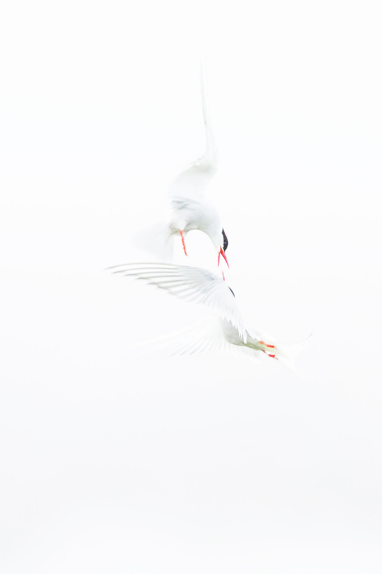 Arctic Tern