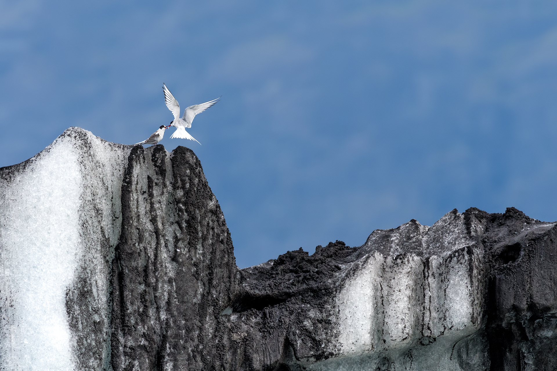Arctic Tern feeding her son