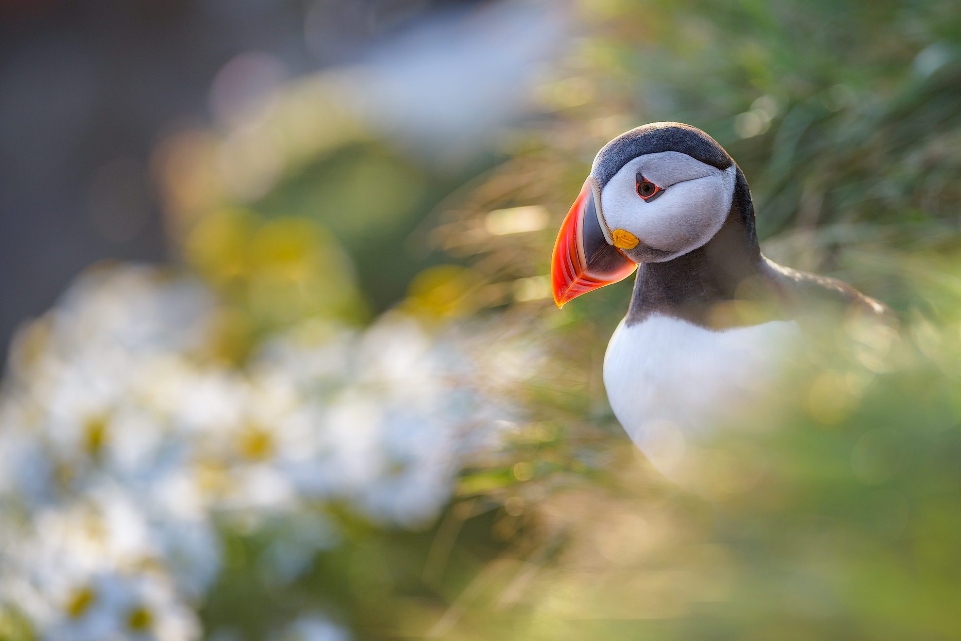Puffin