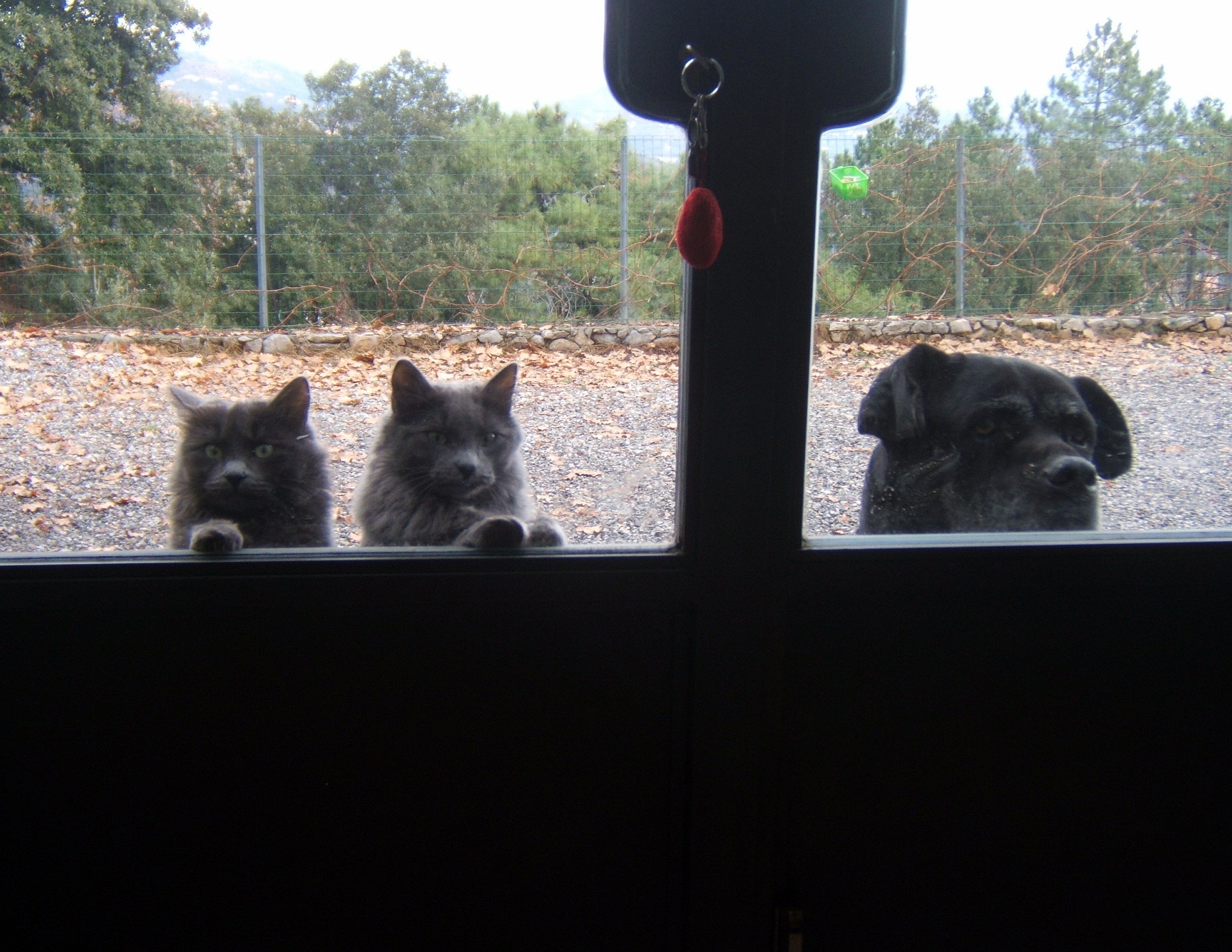 Lylly e suoi amici, Penny e Rubens