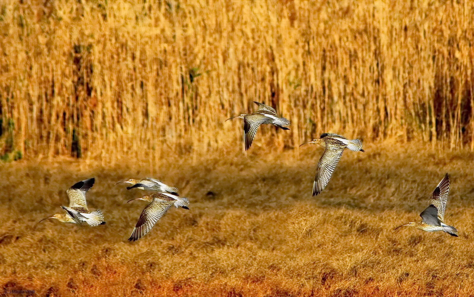 Curlews in flight