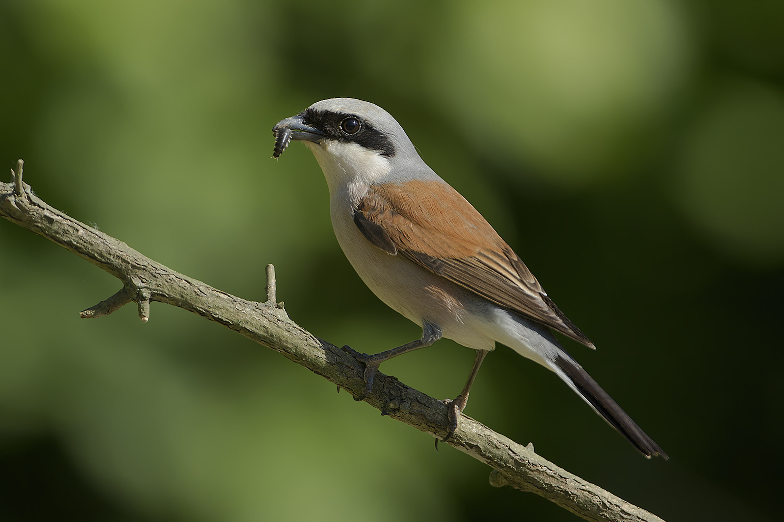 shrike