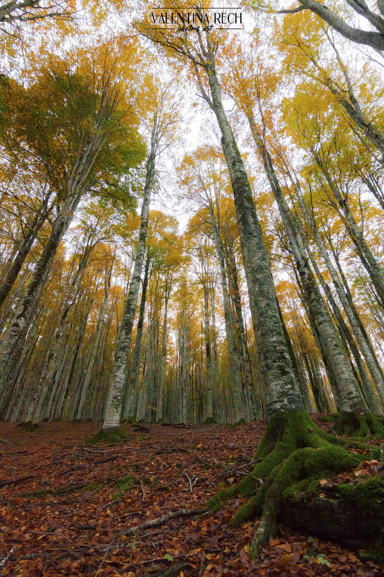 Autumn in the Cansiglio forest