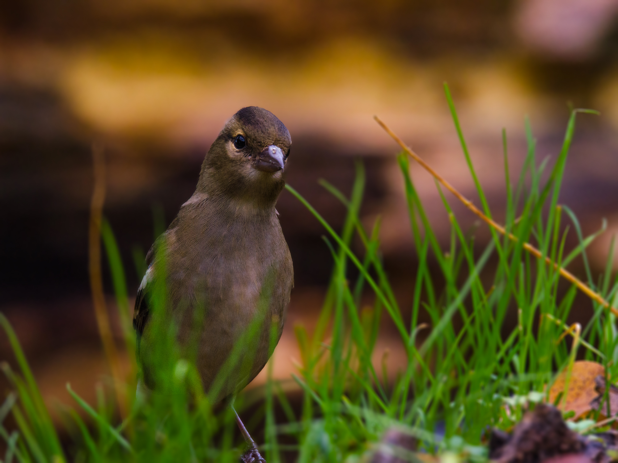 finch to the grass