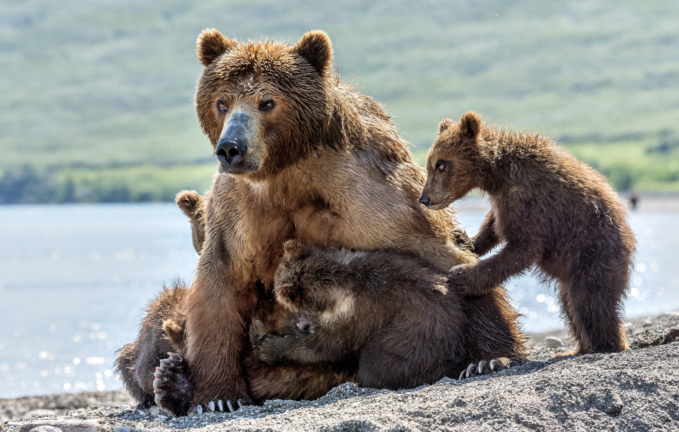 Kamchatka 2016 - Allattamento