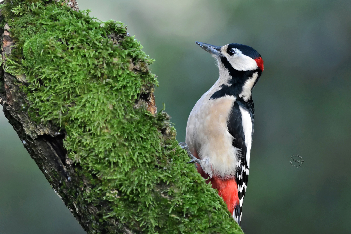 Picchio Rosso Maggiore m. (Dendrocopos major)