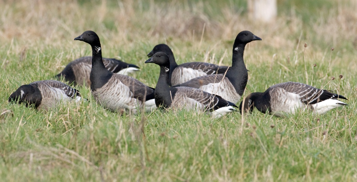 Brent goose flock - Sligo, Ireland