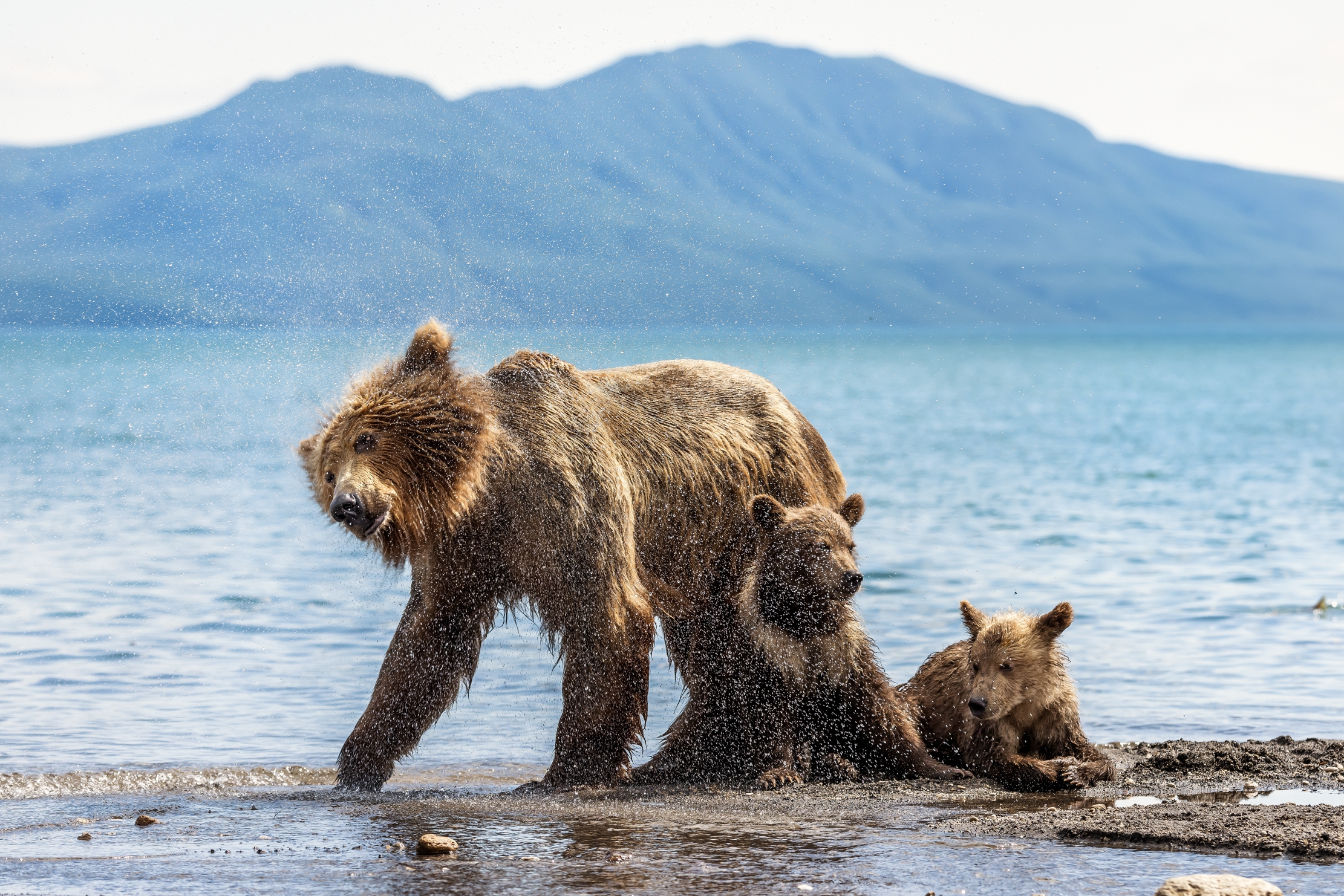 Kamchatka 2016 - Shaking