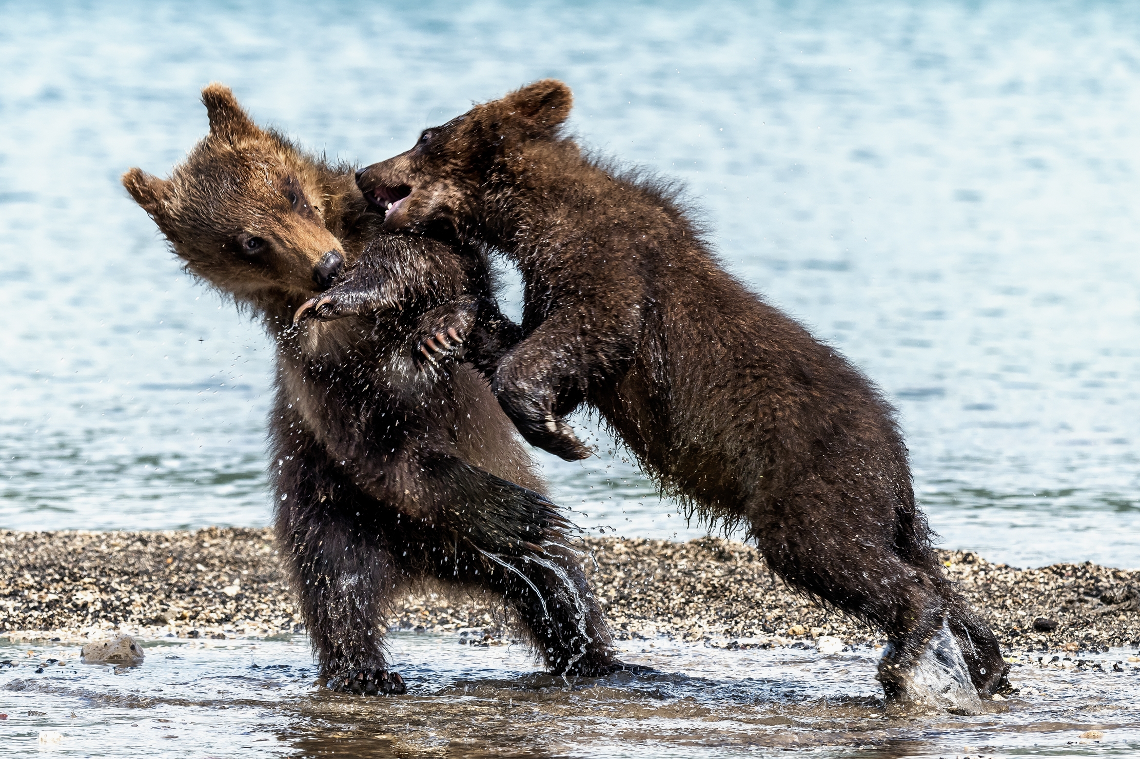 Kamchatka 2016 - Lotte titaniche
