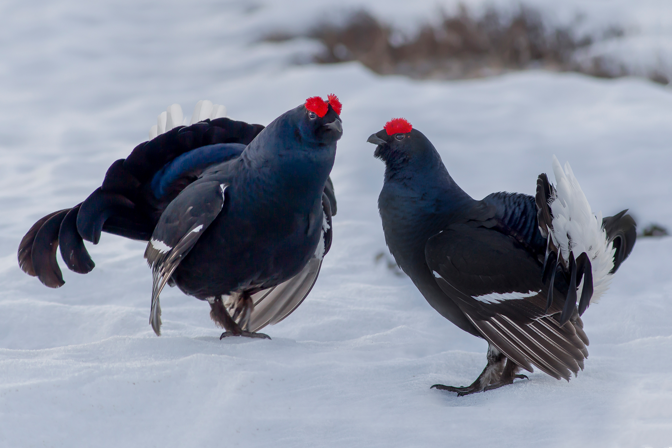 Grouse (Gallo Forcello)