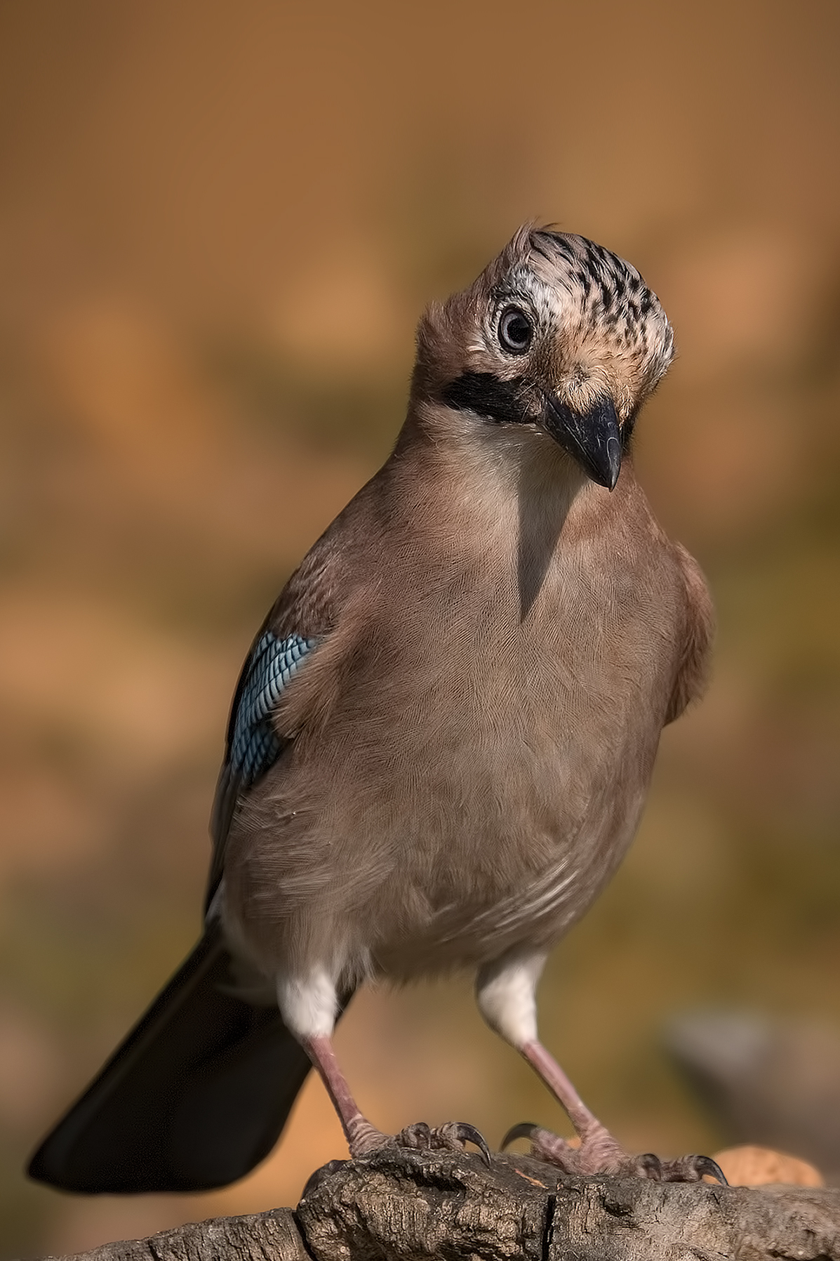 Jay (Garrulus glandarius)