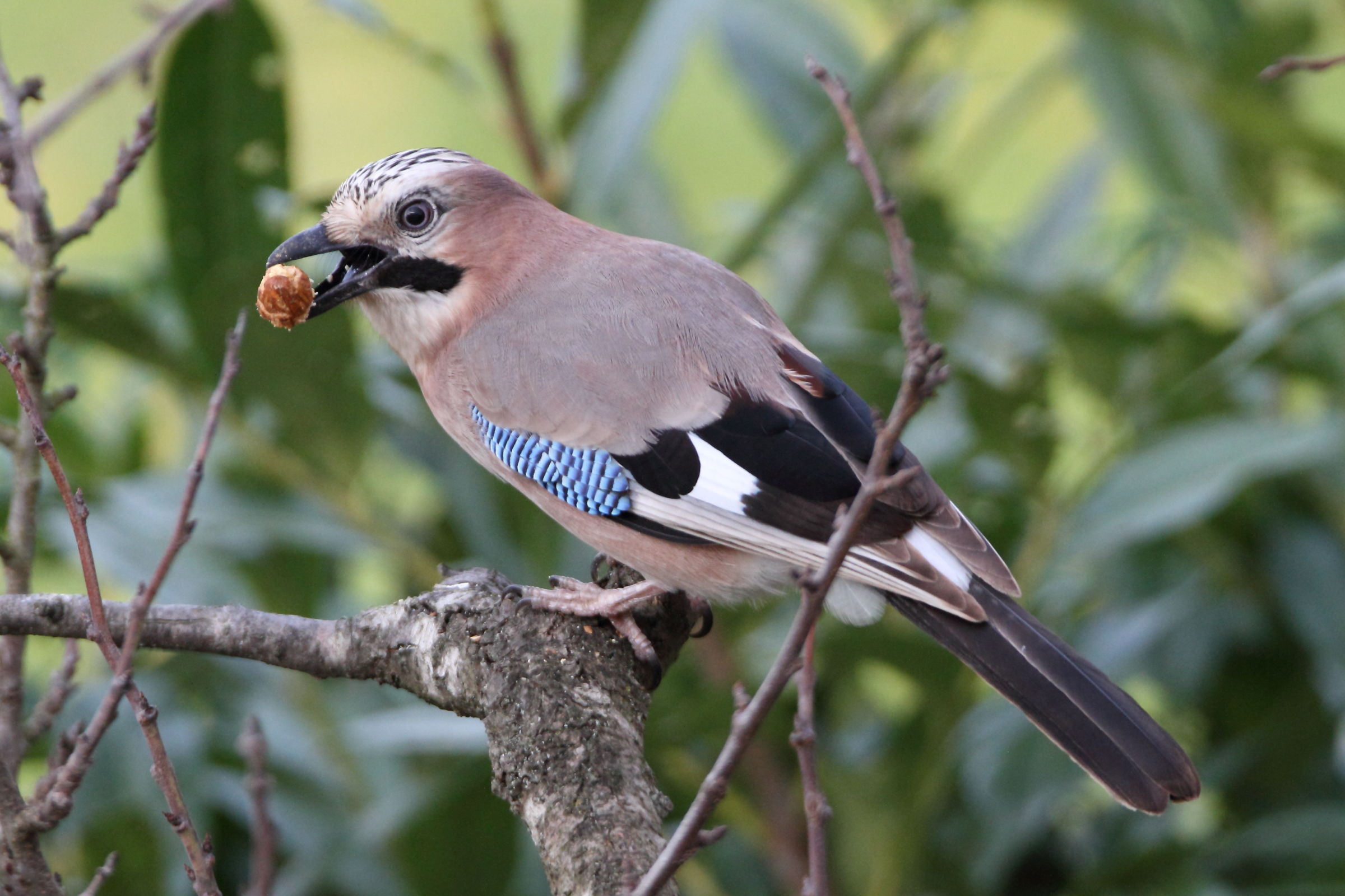 The Jay in my garden