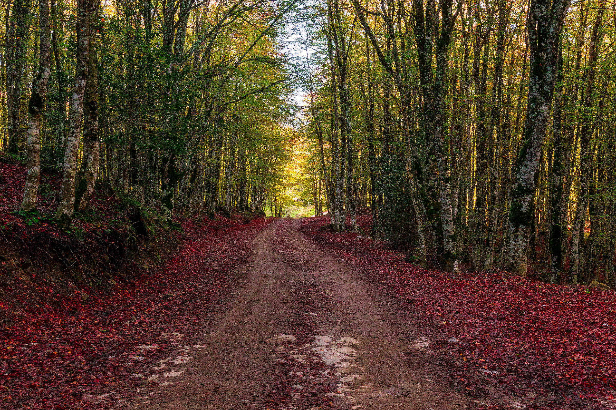 Walking through the woods