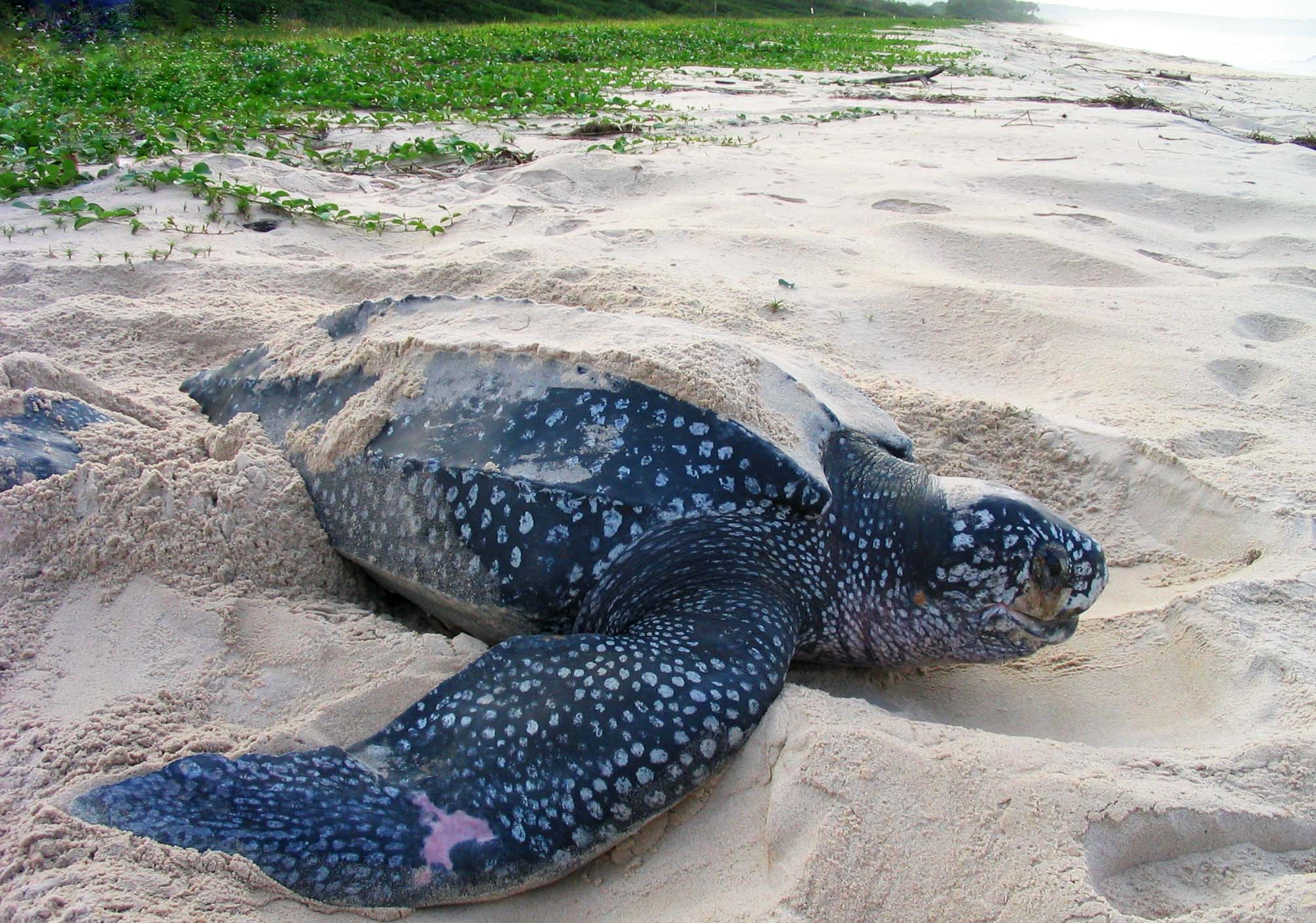 Leatherback Turtle - nesting Gabon
