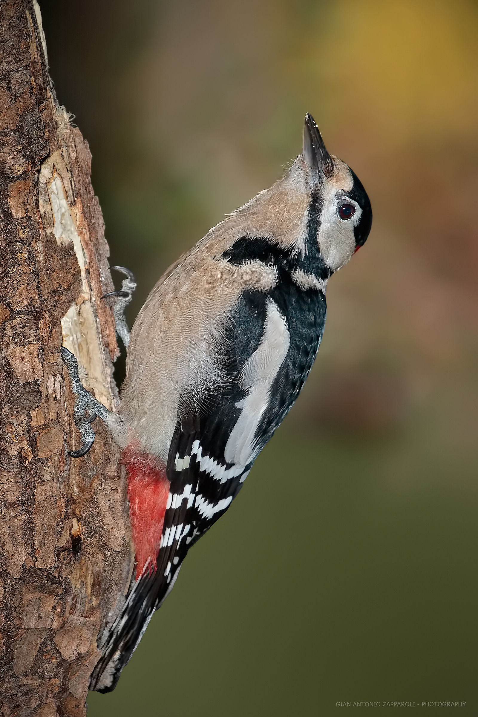 Great Spotted Woodpecker (Dendrocopos major)
