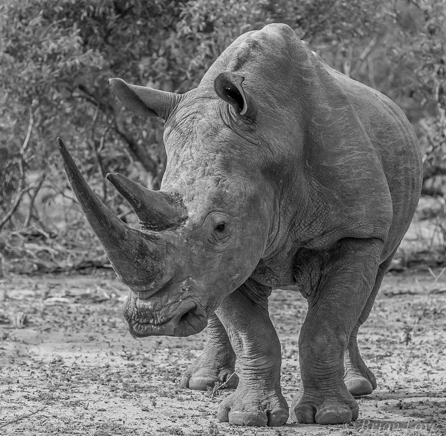 There Are Still Some Giants In The Wild